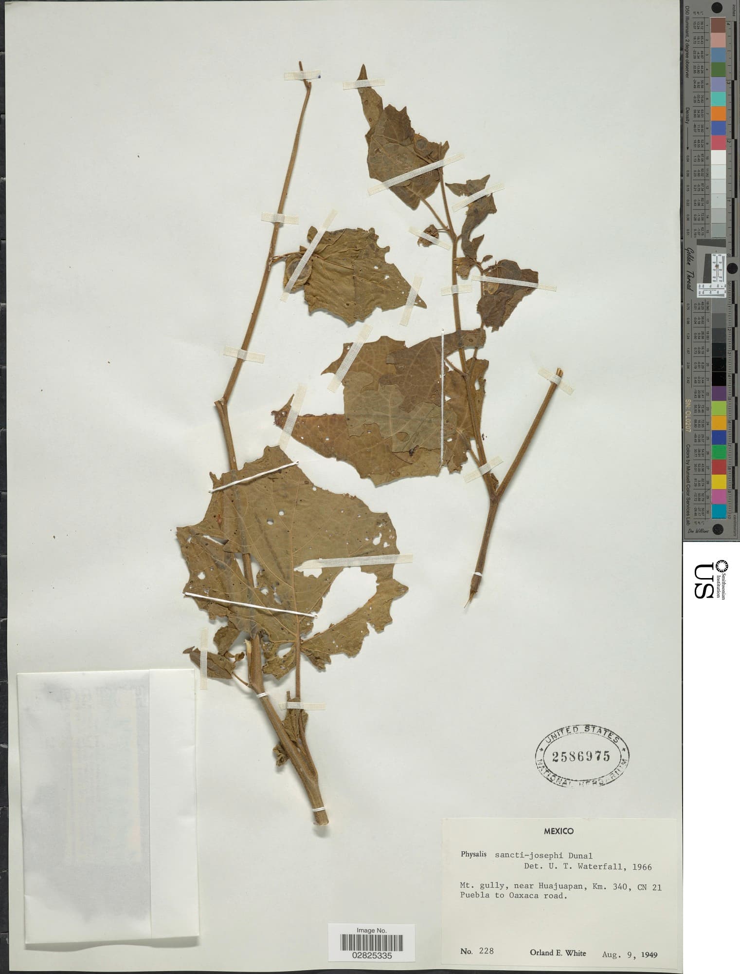 Physalis sancti-josephi