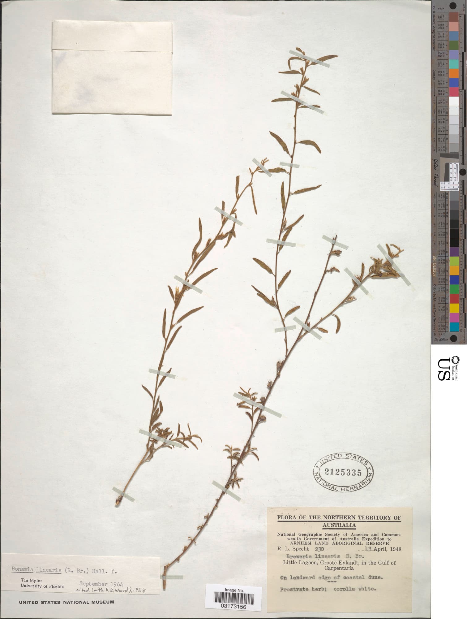Bonamia linearis