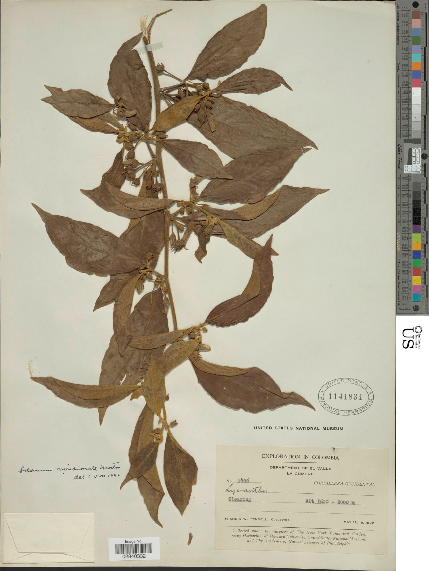 Lycianthes columbiana