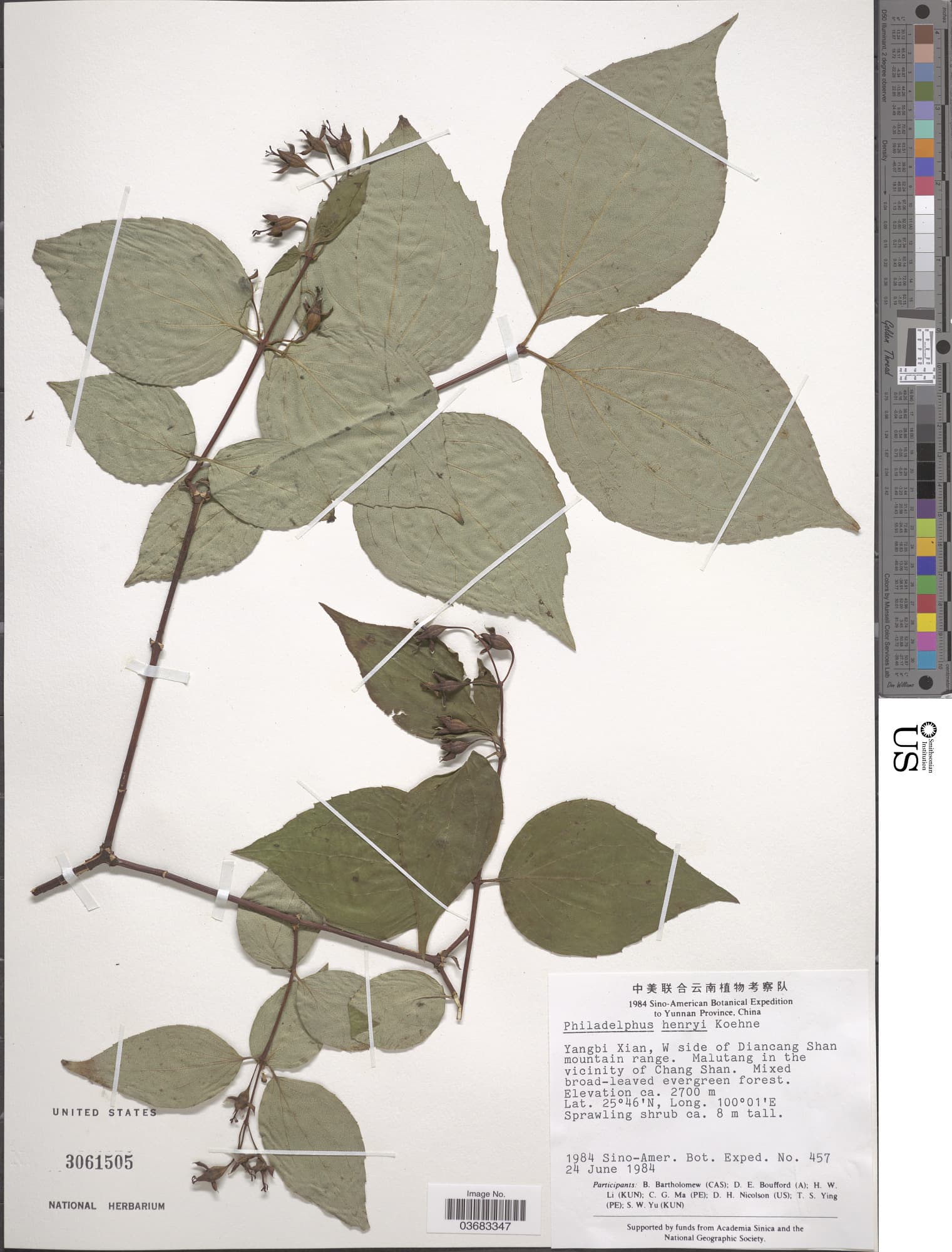 Philadelphus henryi