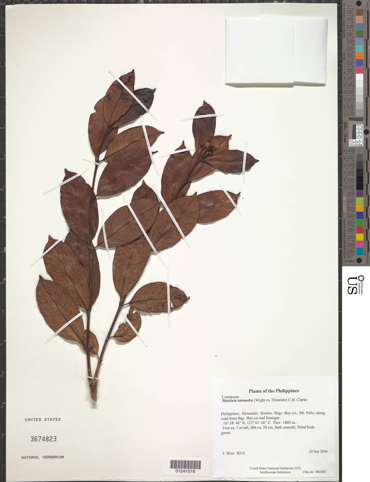 Mastixia tetrandra