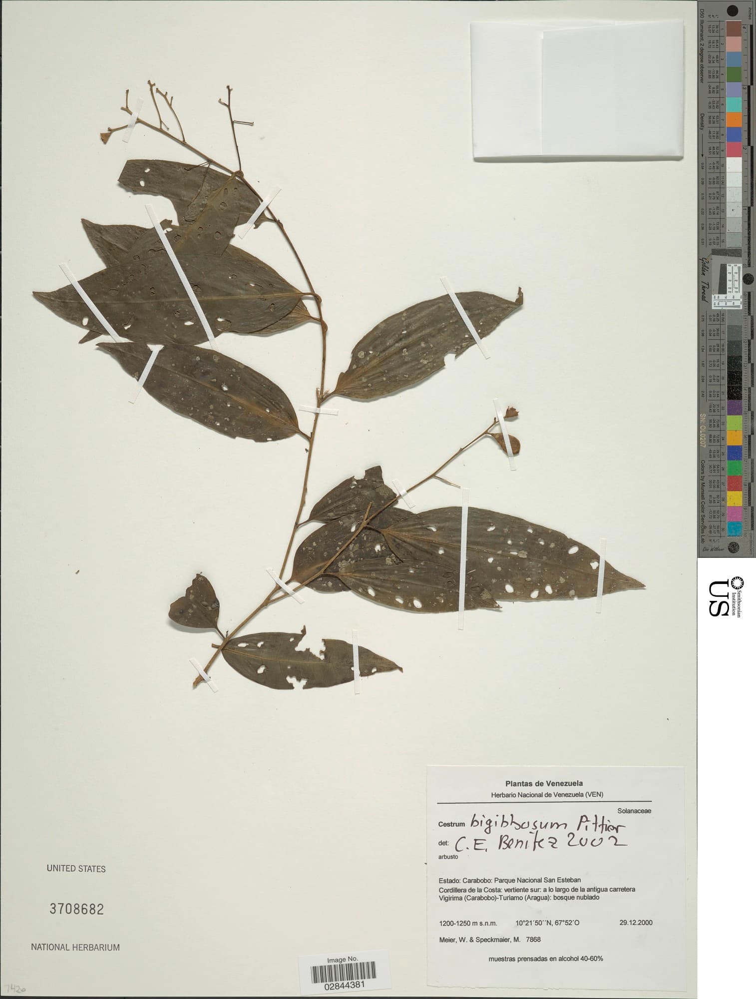 bigibbous cestrum
