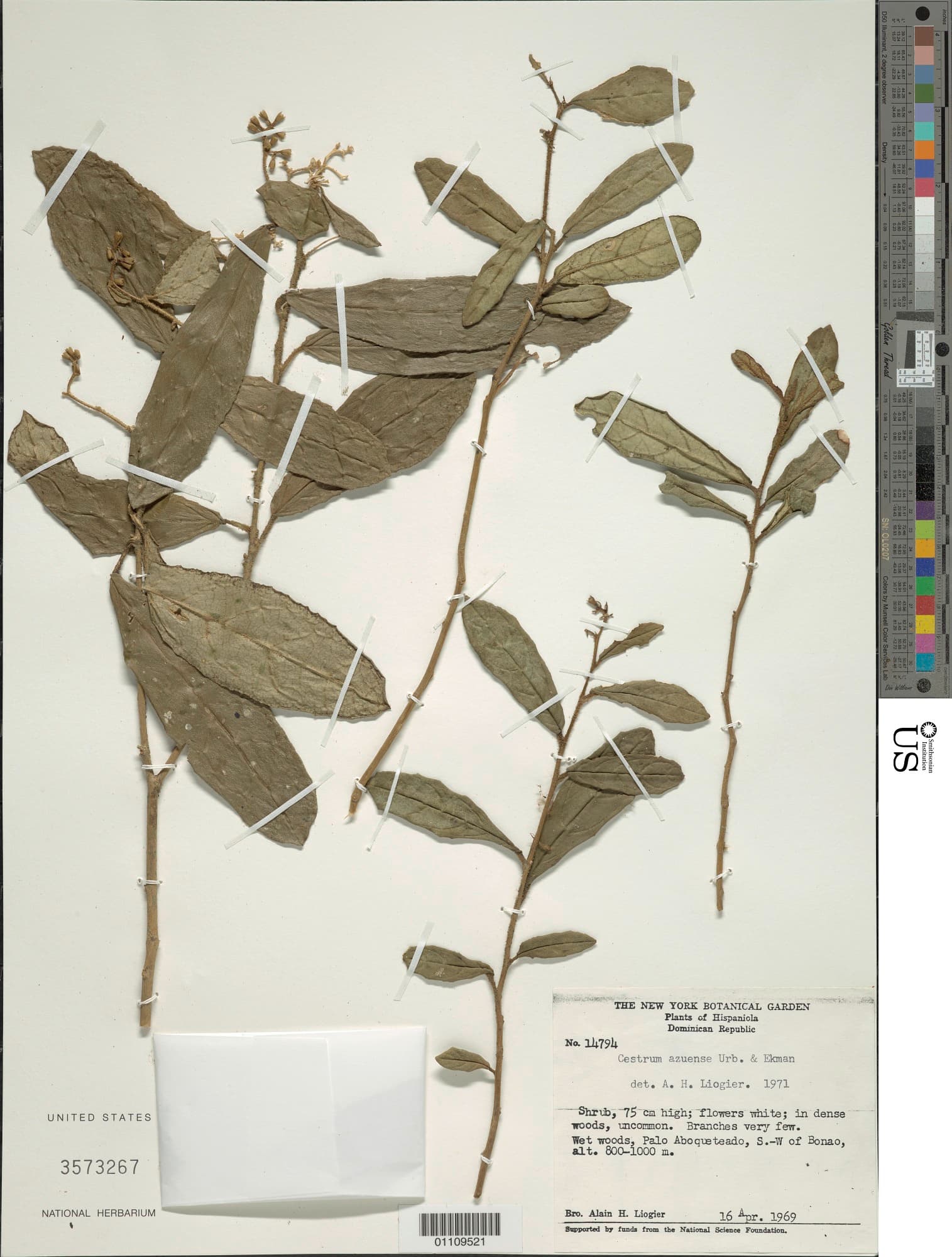 Cestrum azuense