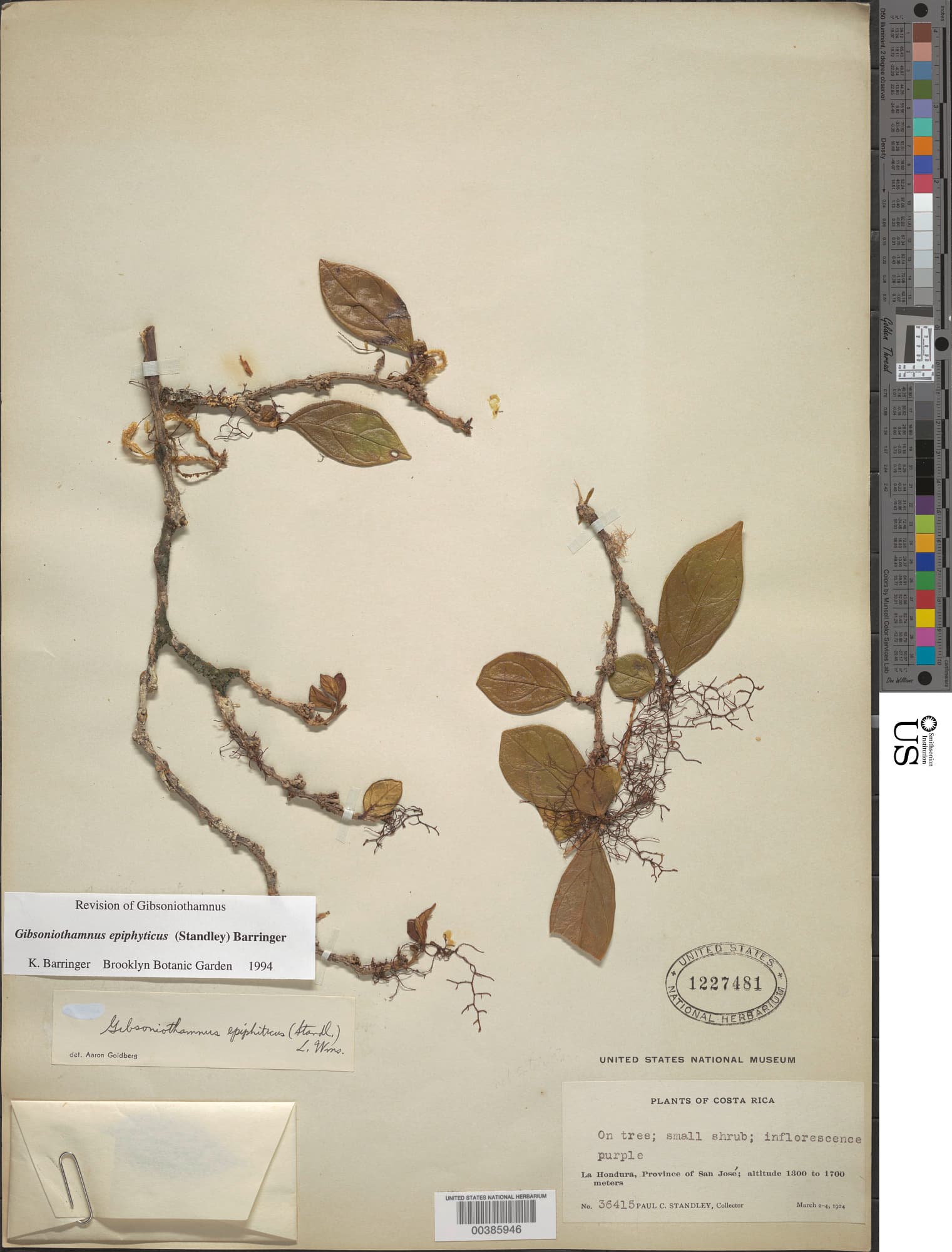 Gibsoniothamnus epiphyticus