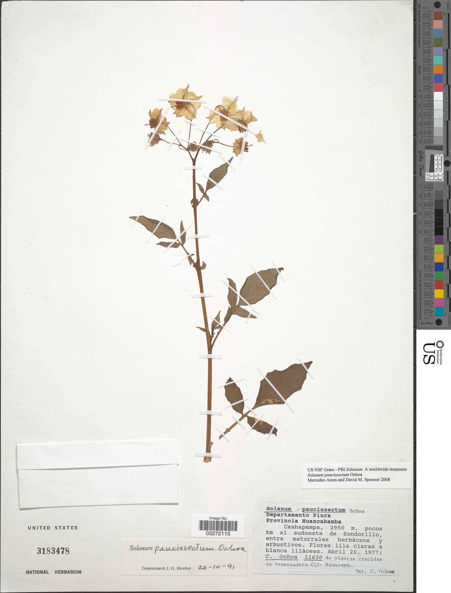 Solanum acroglossum