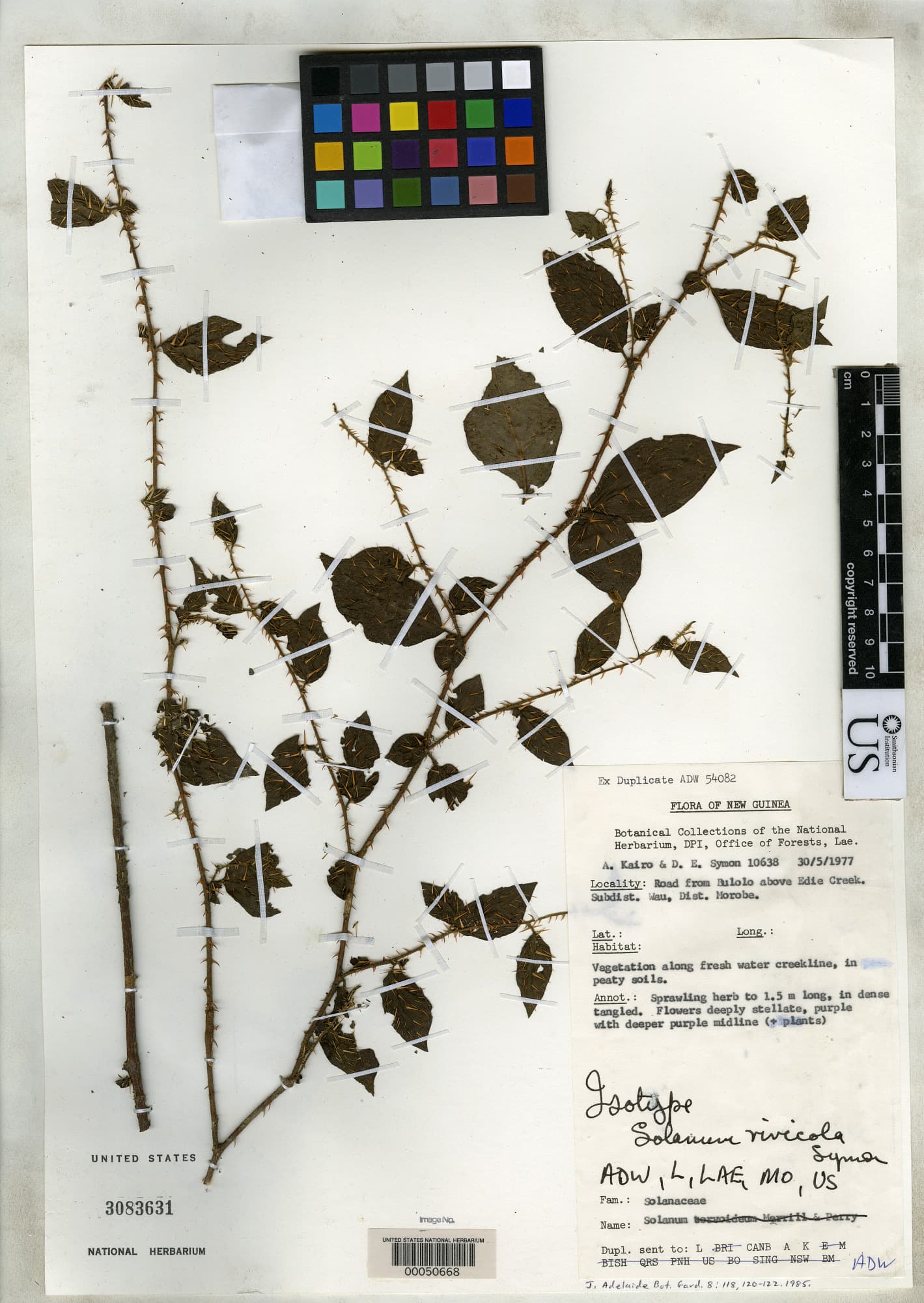 Solanum rivicola
