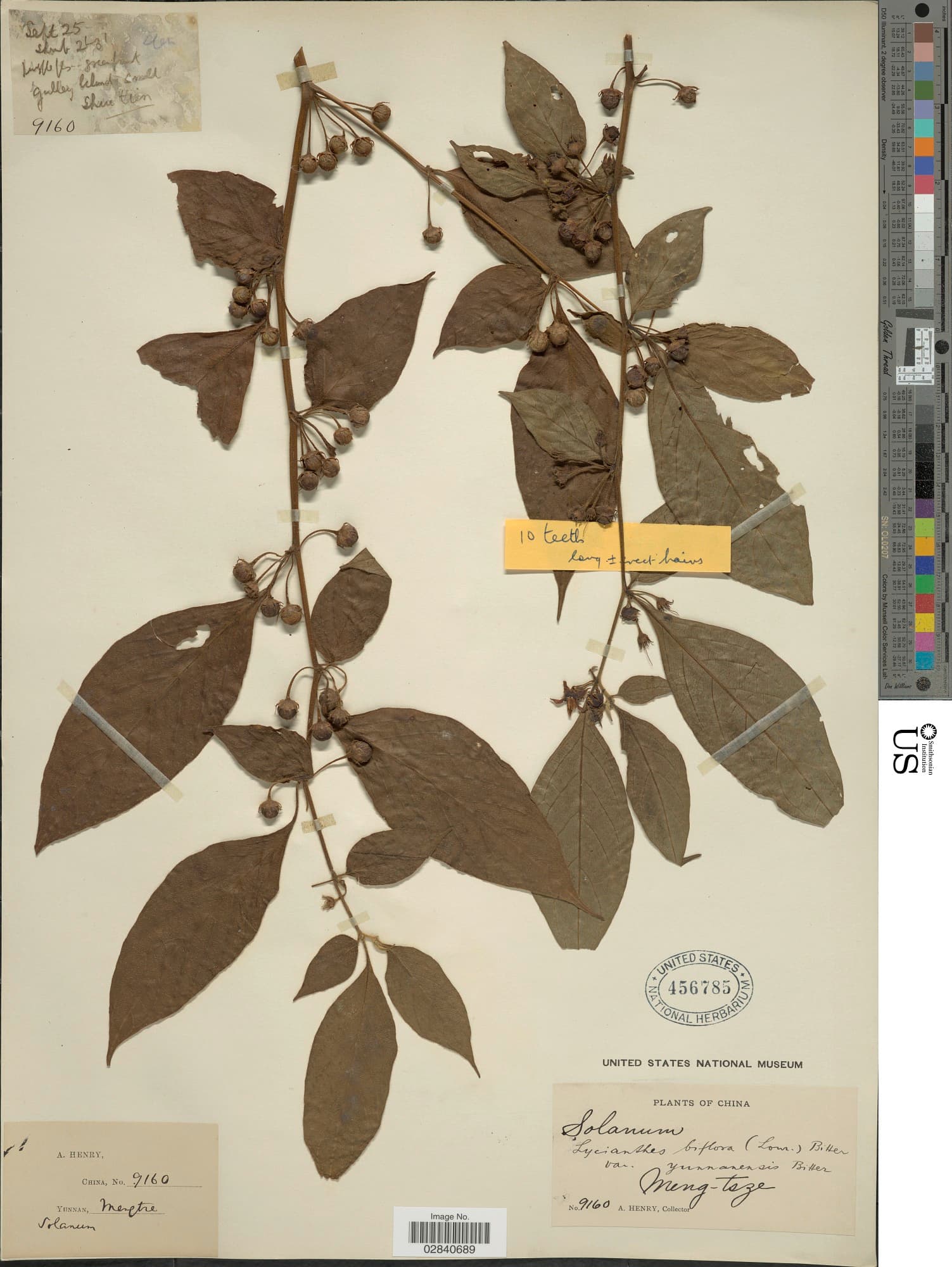 Lycianthes yunnanensis