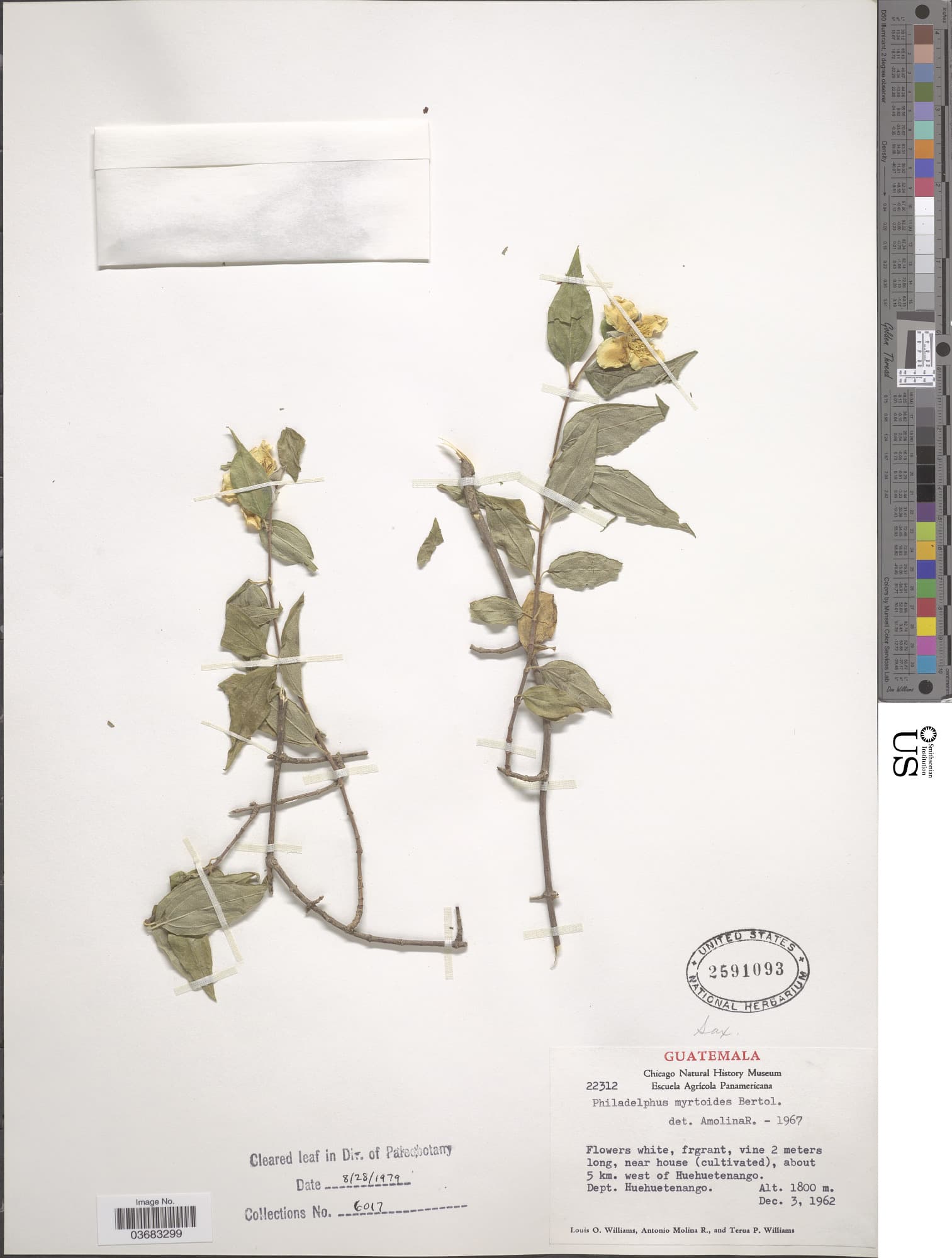 Philadelphus myrtoides