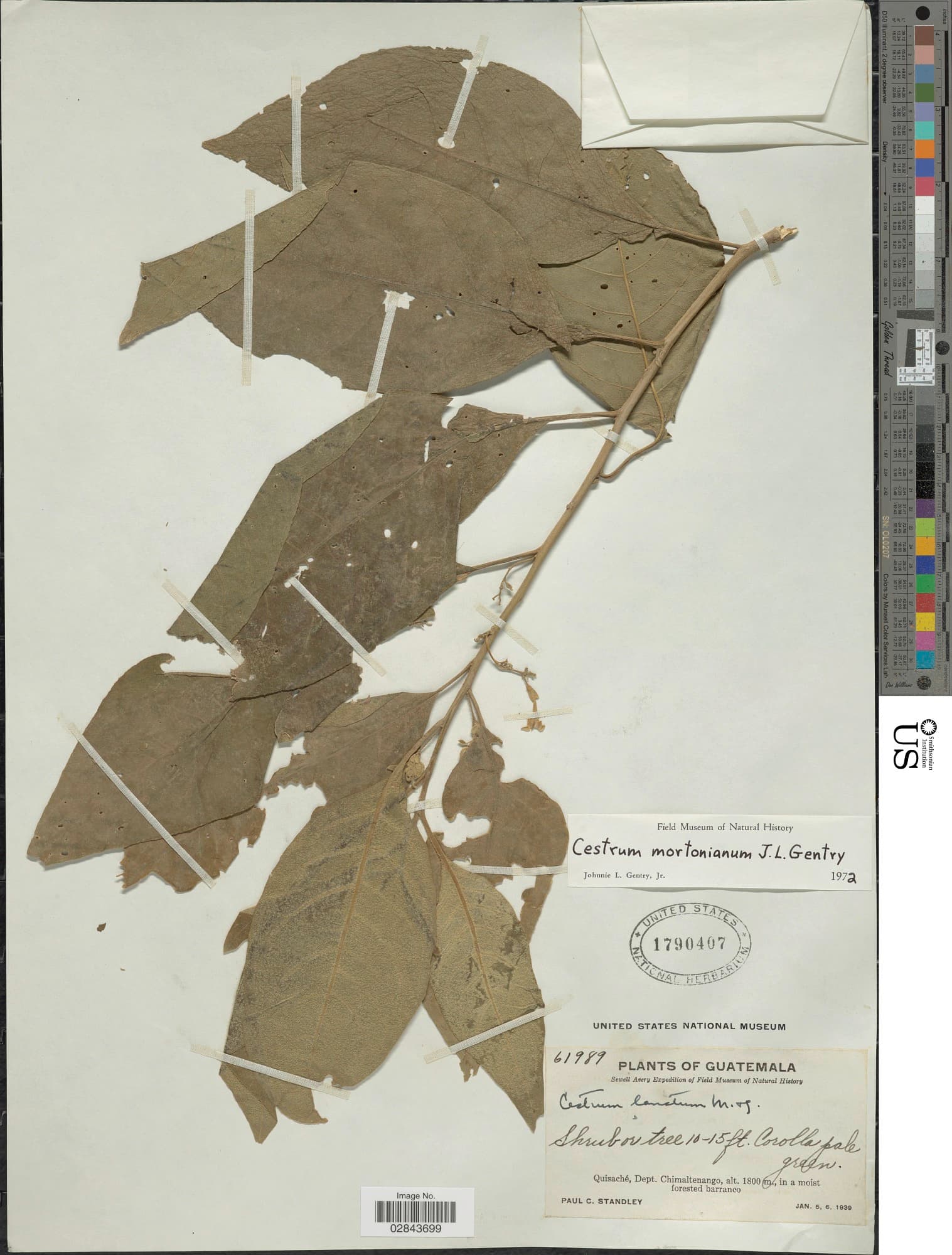 Cestrum mortonianum
