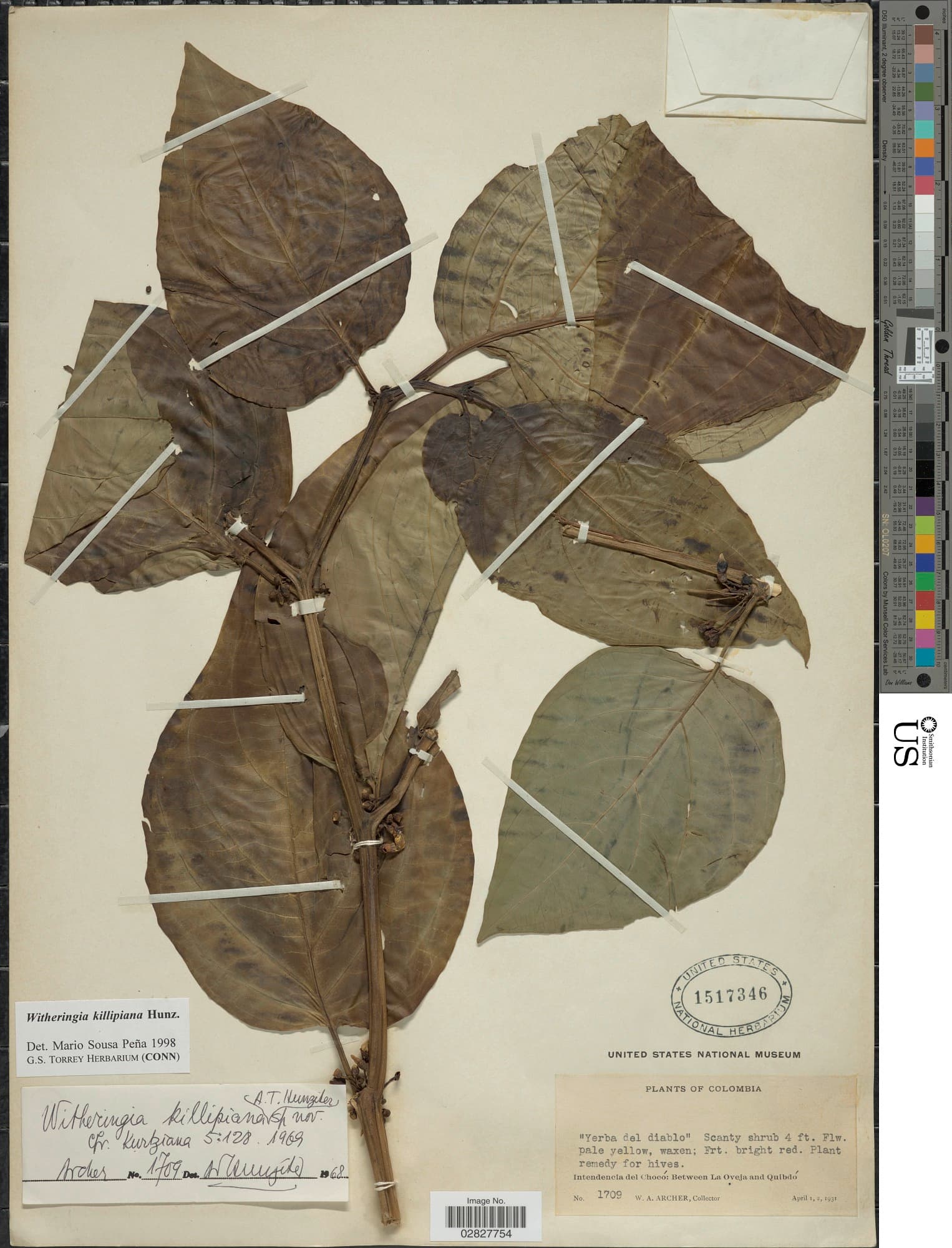 Witheringia killipiana