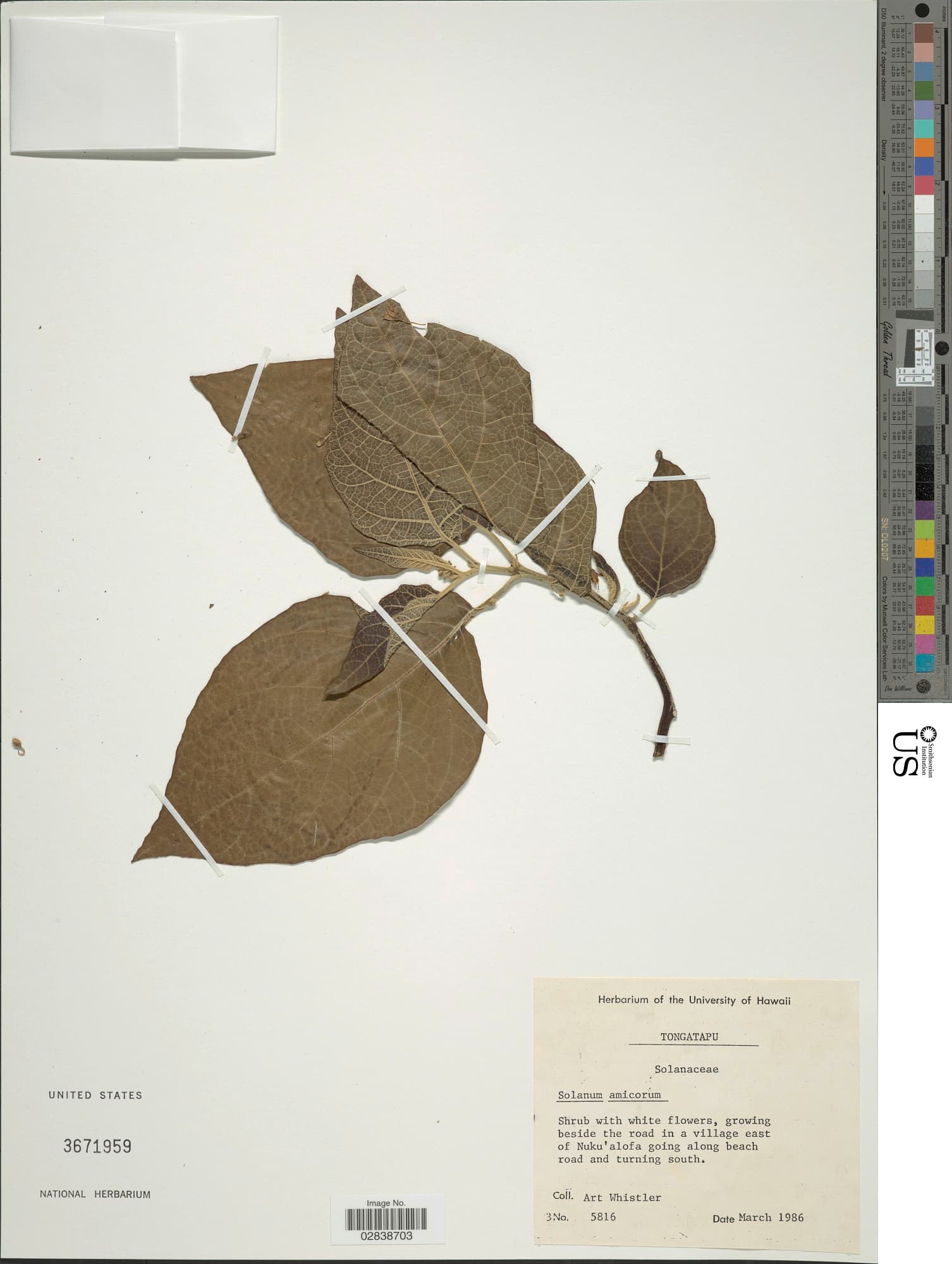Solanum amicorum