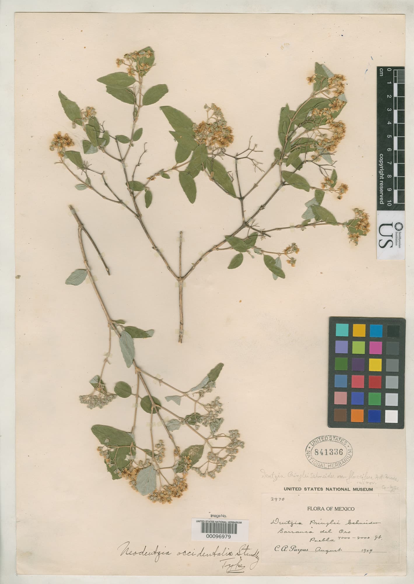 Deutzia occidentalis