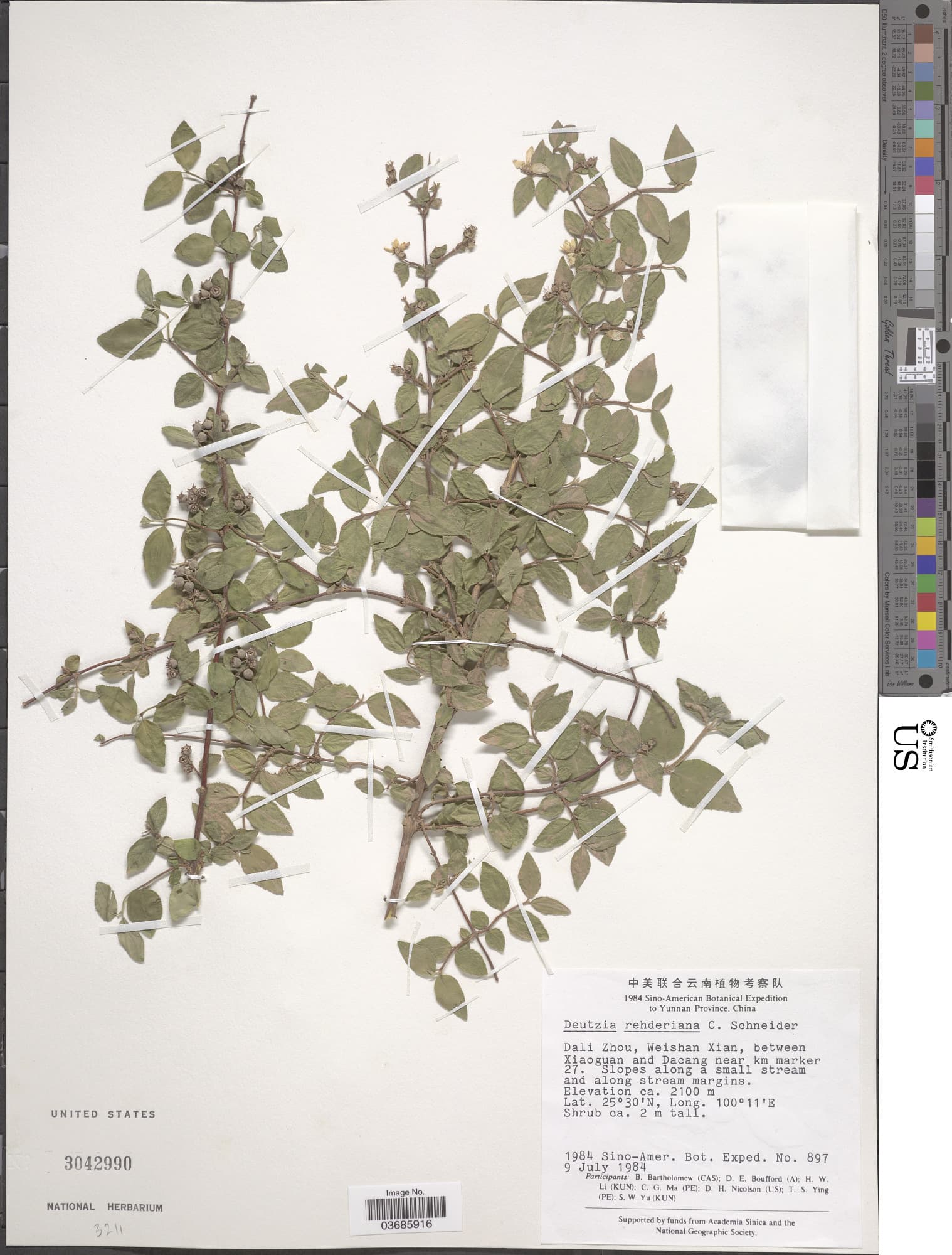 Deutzia rehderiana