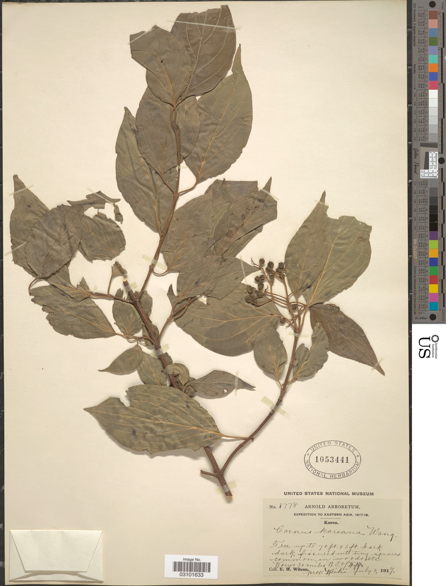 Cornus koehneana