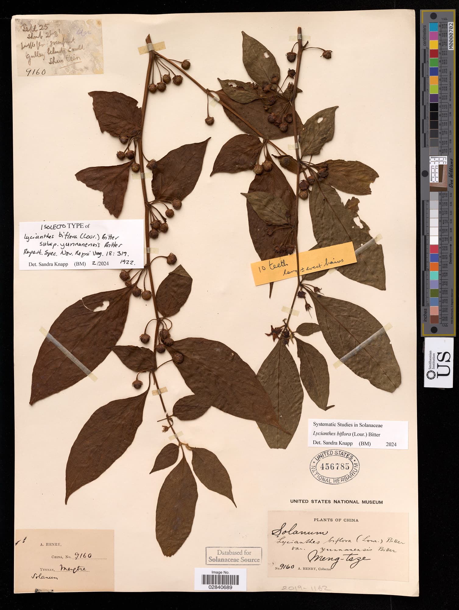 Lycianthes yunnanensis