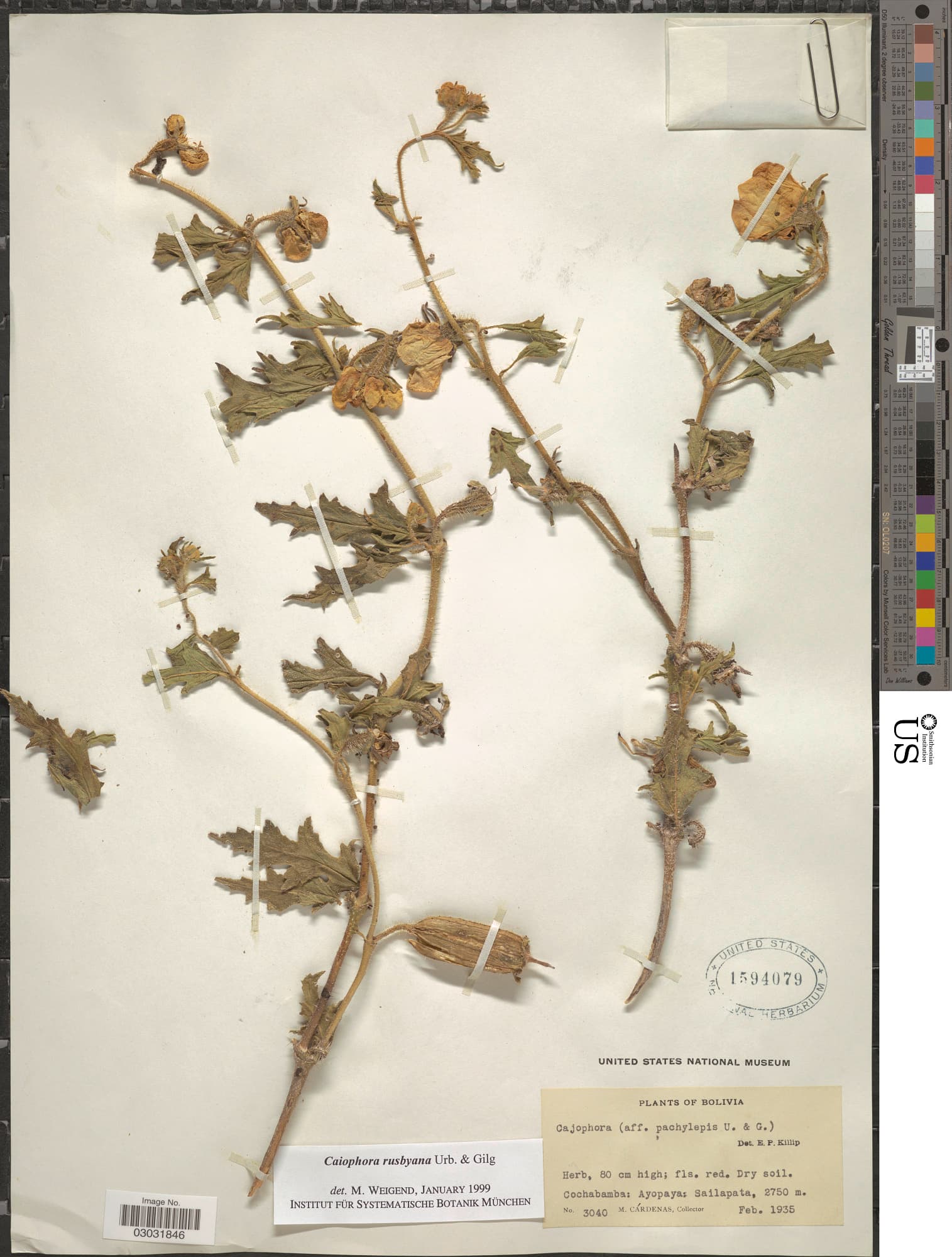 Caiophora rusbyana