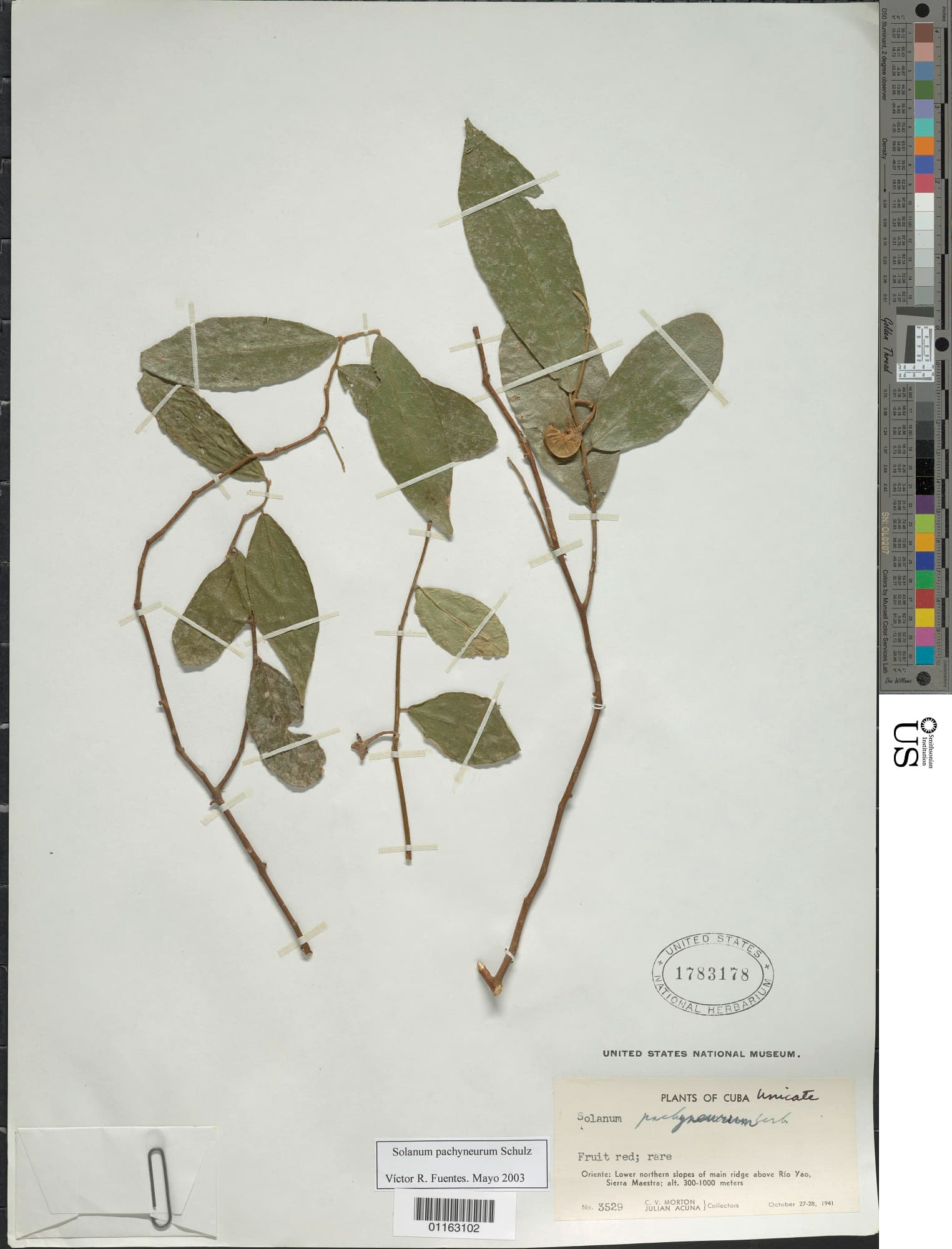 Solanum pachyneurum