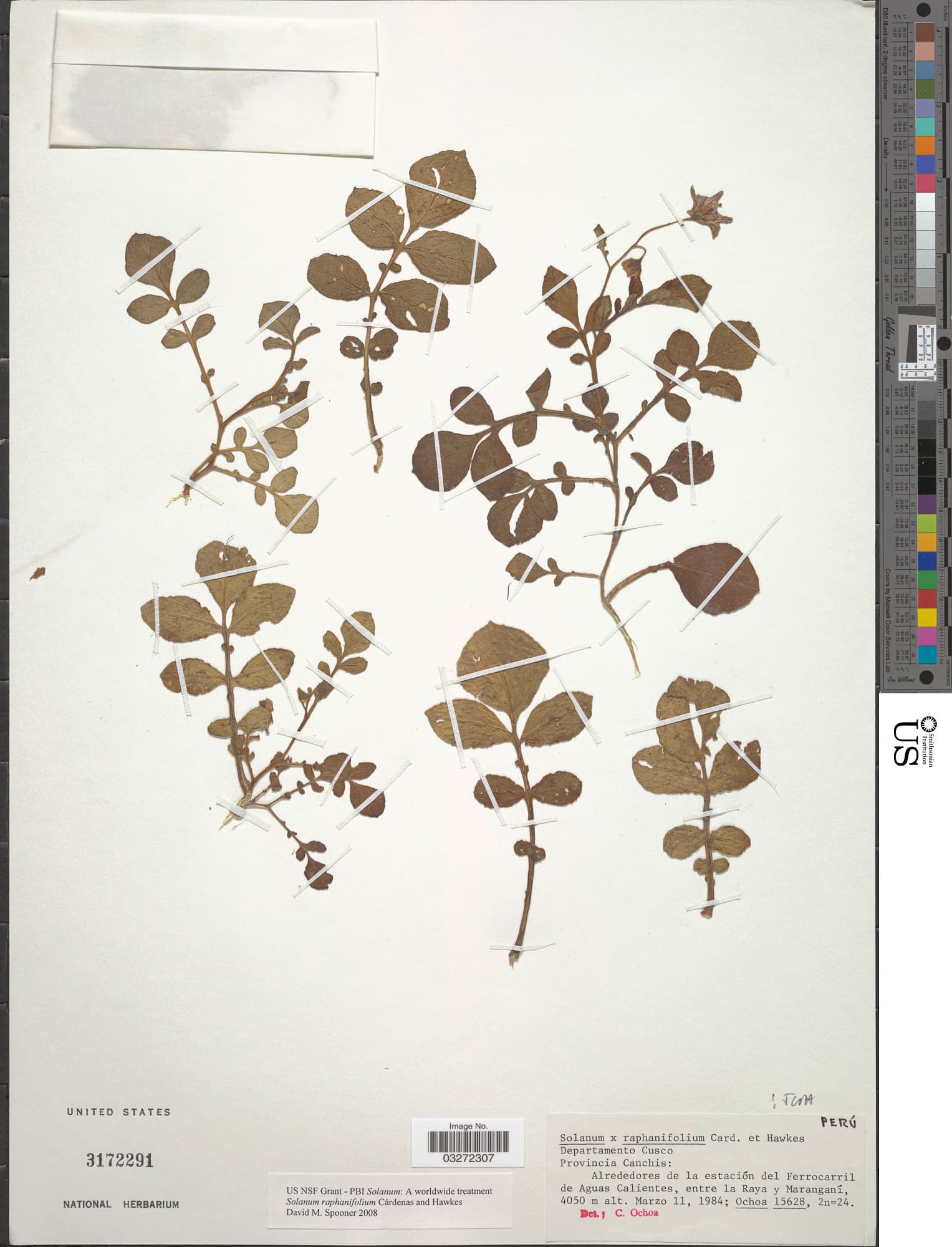 Solanum raphanifolium