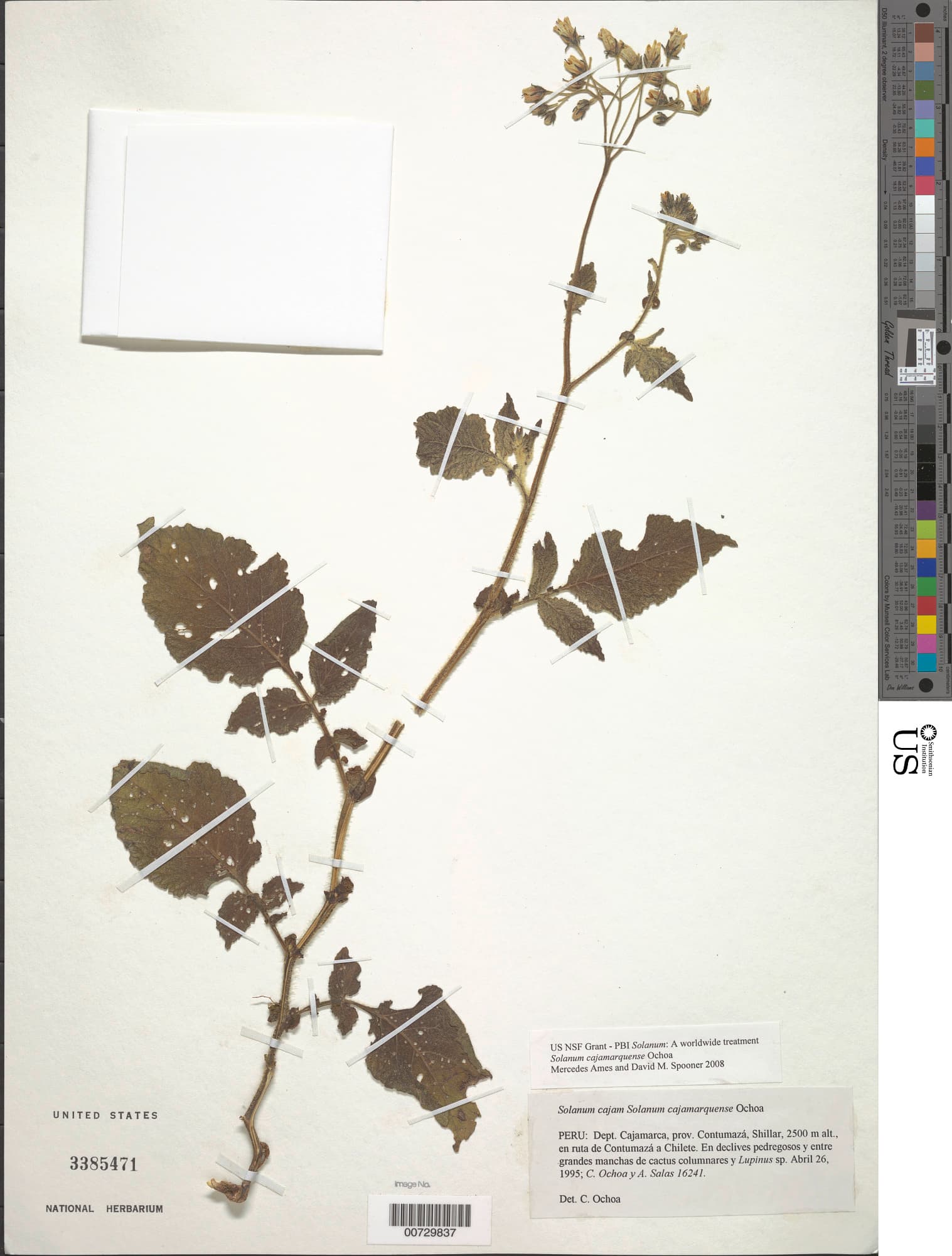 Solanum cajamarquense