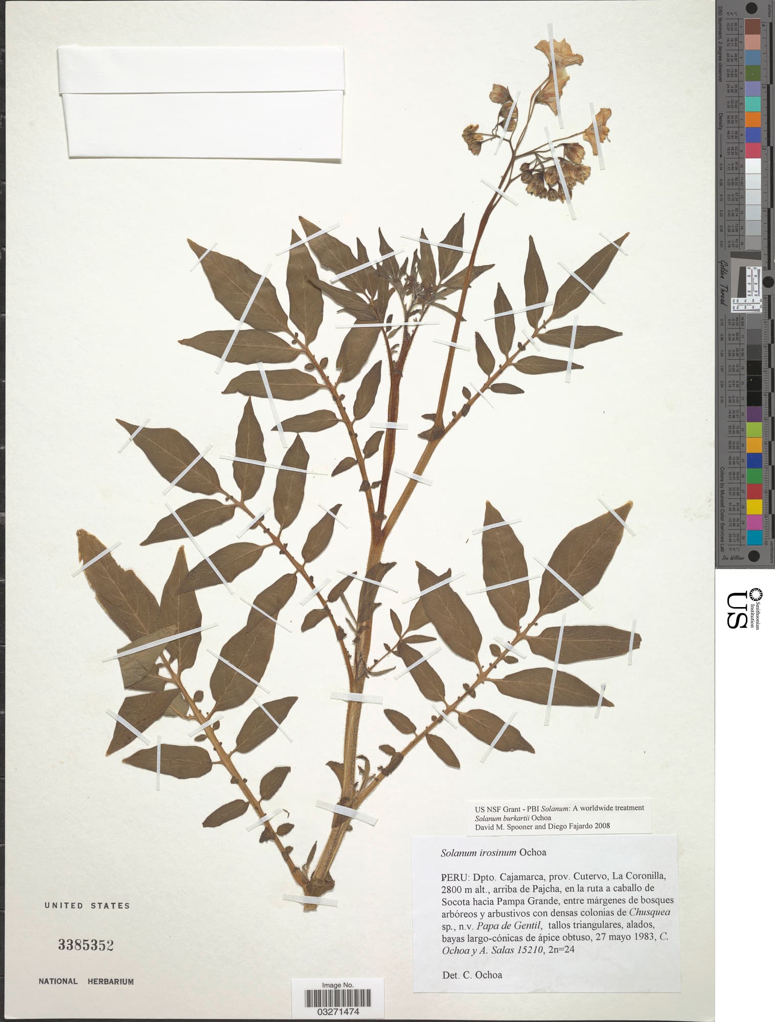 Solanum burkartii