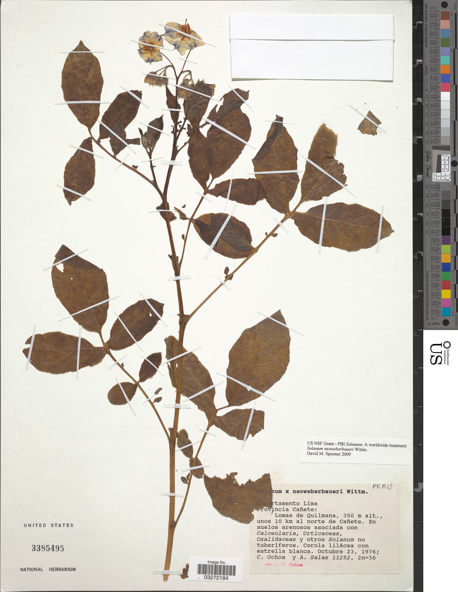 Solanum neoweberbaueri