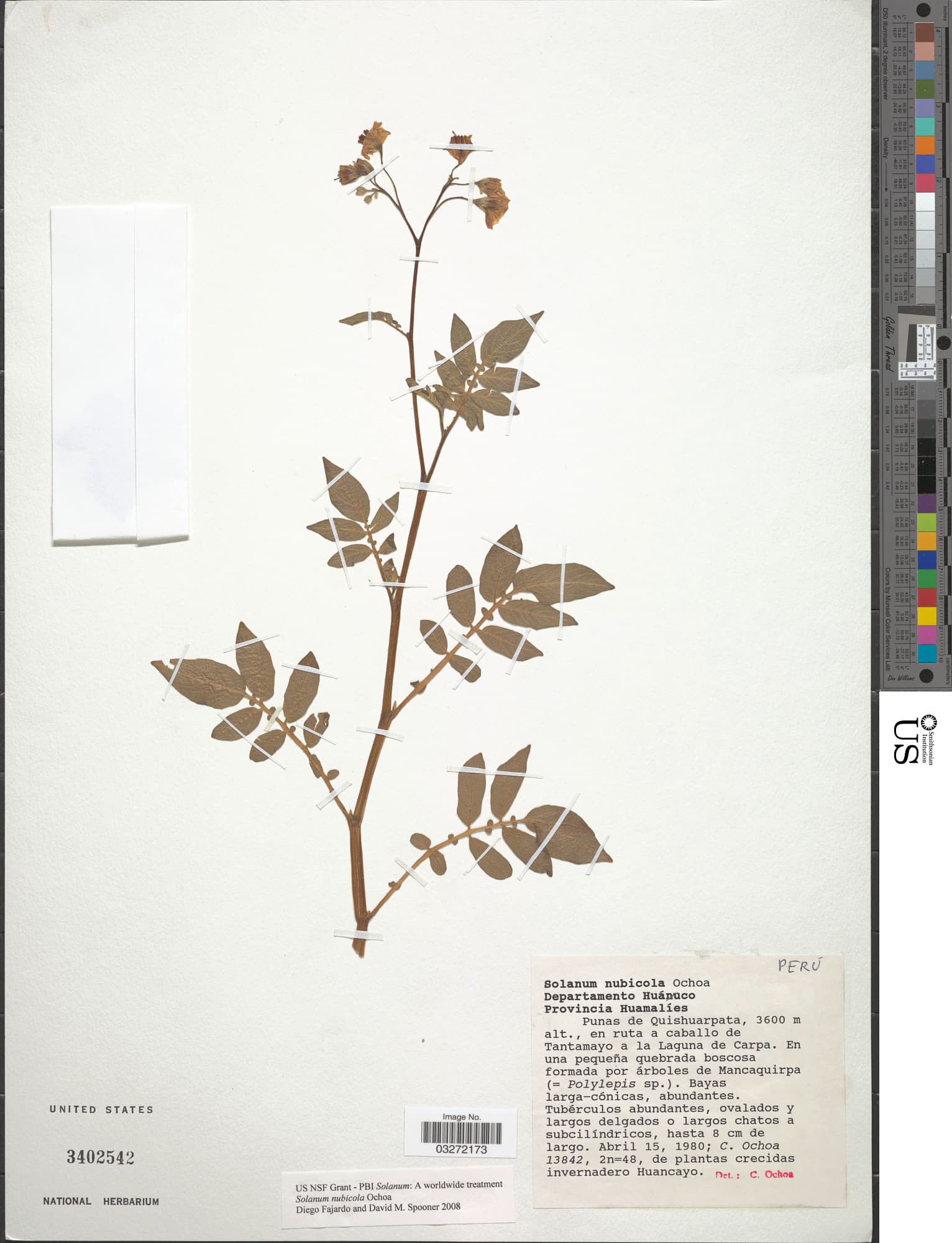 Solanum nubicola