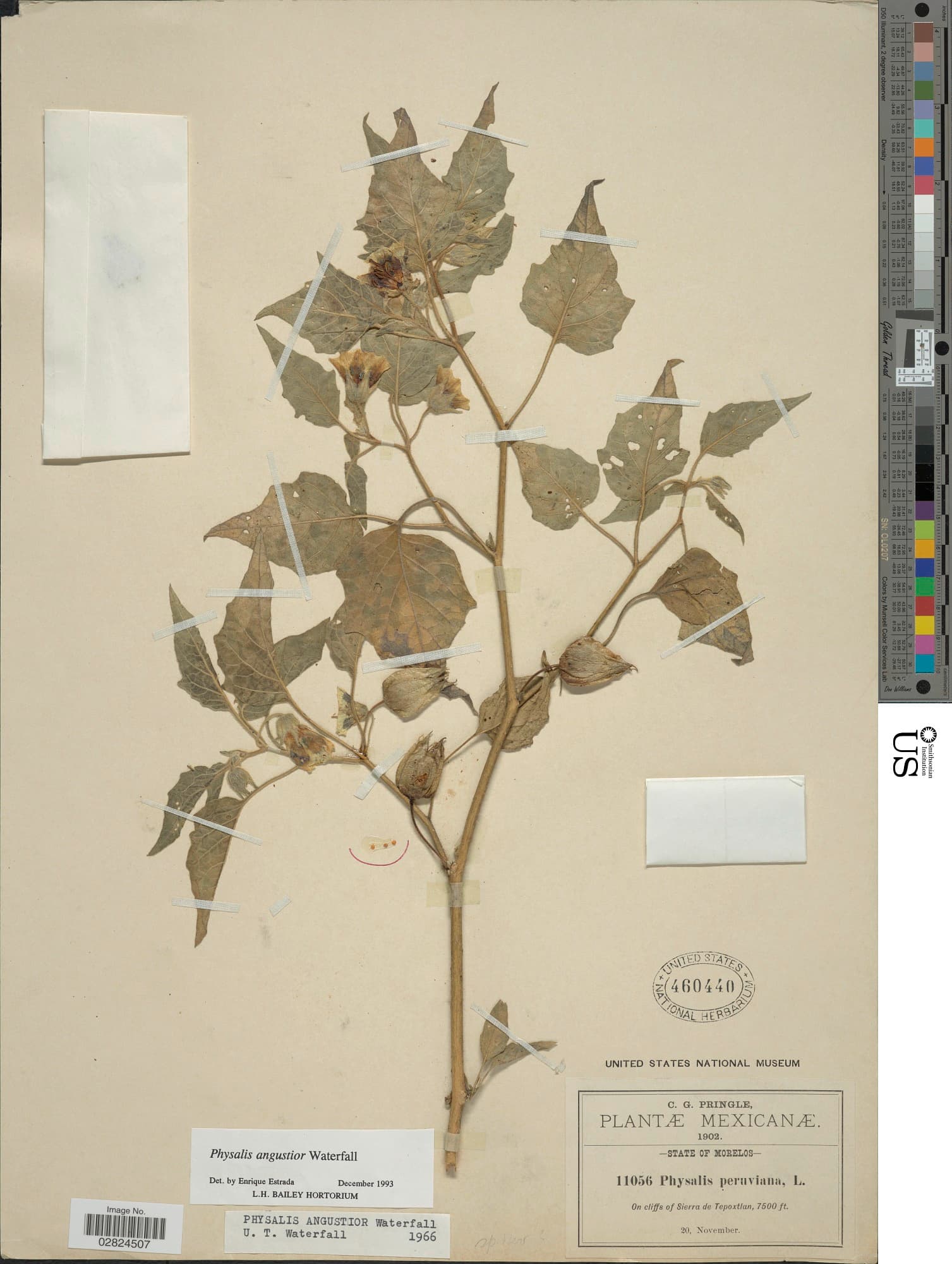 Physalis angustior