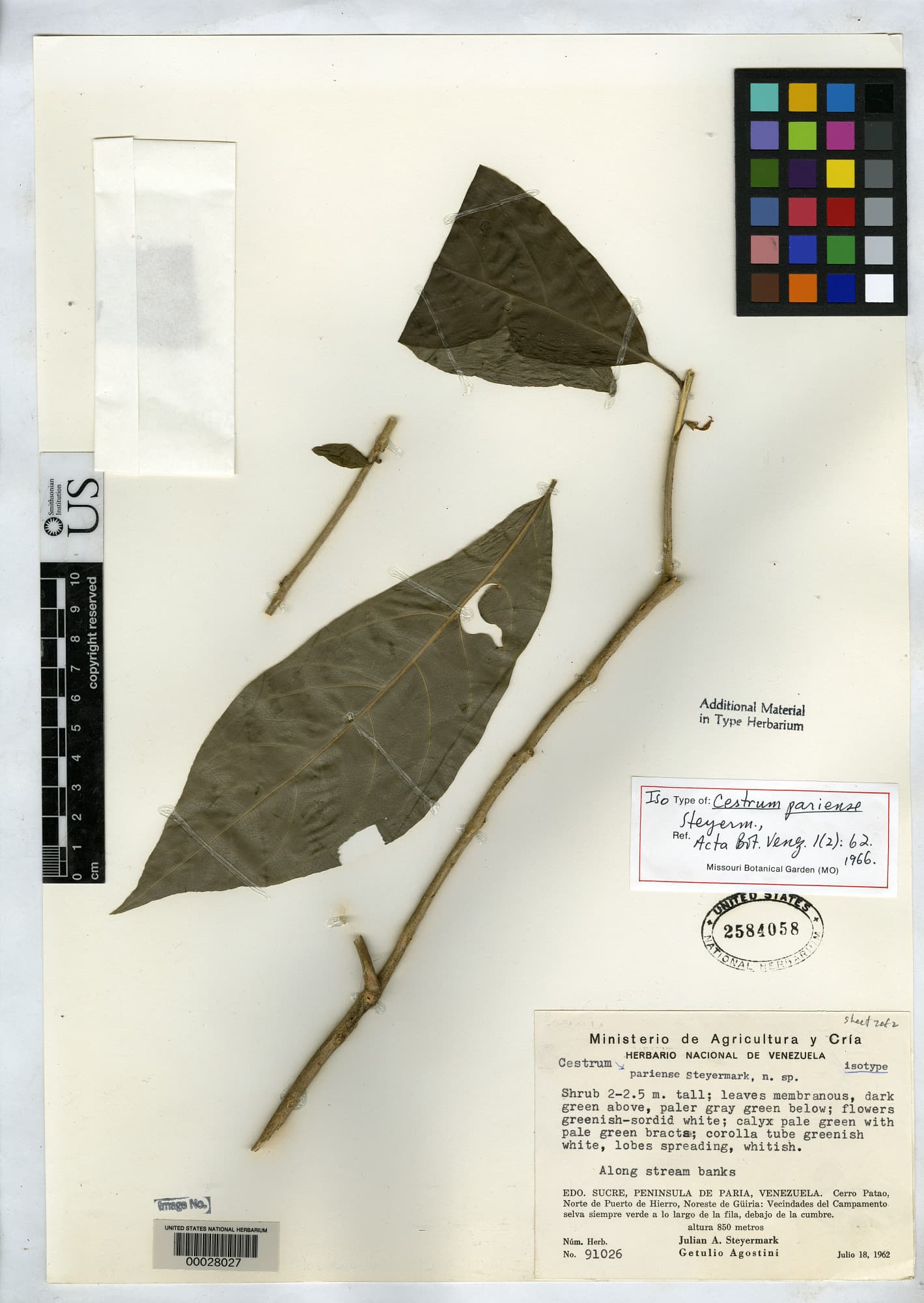 Cestrum pariense