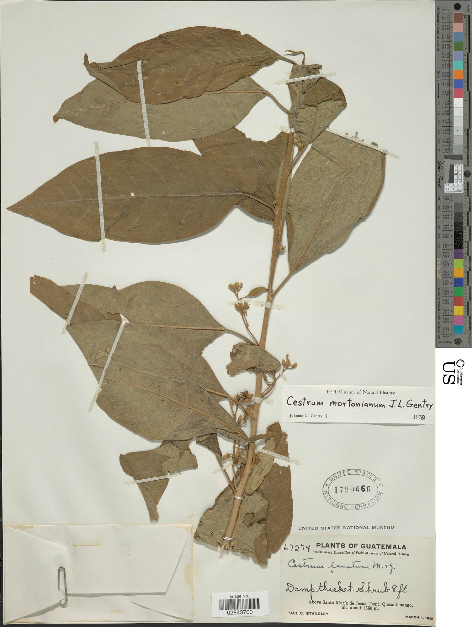 Cestrum mortonianum