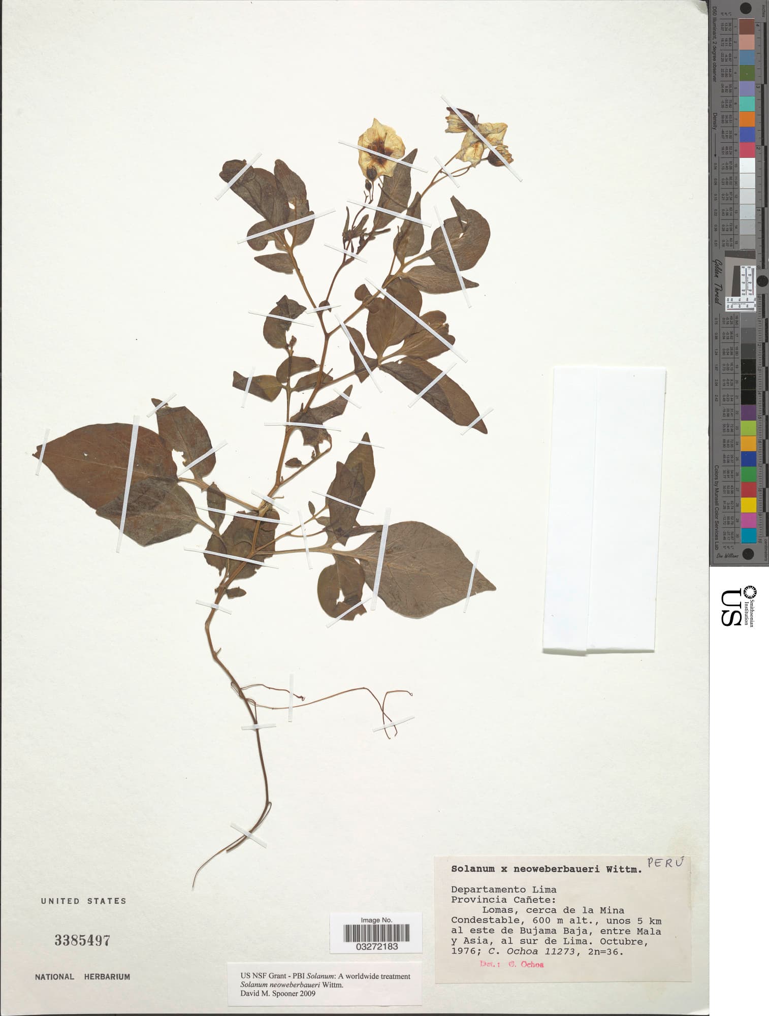 Solanum neoweberbaueri