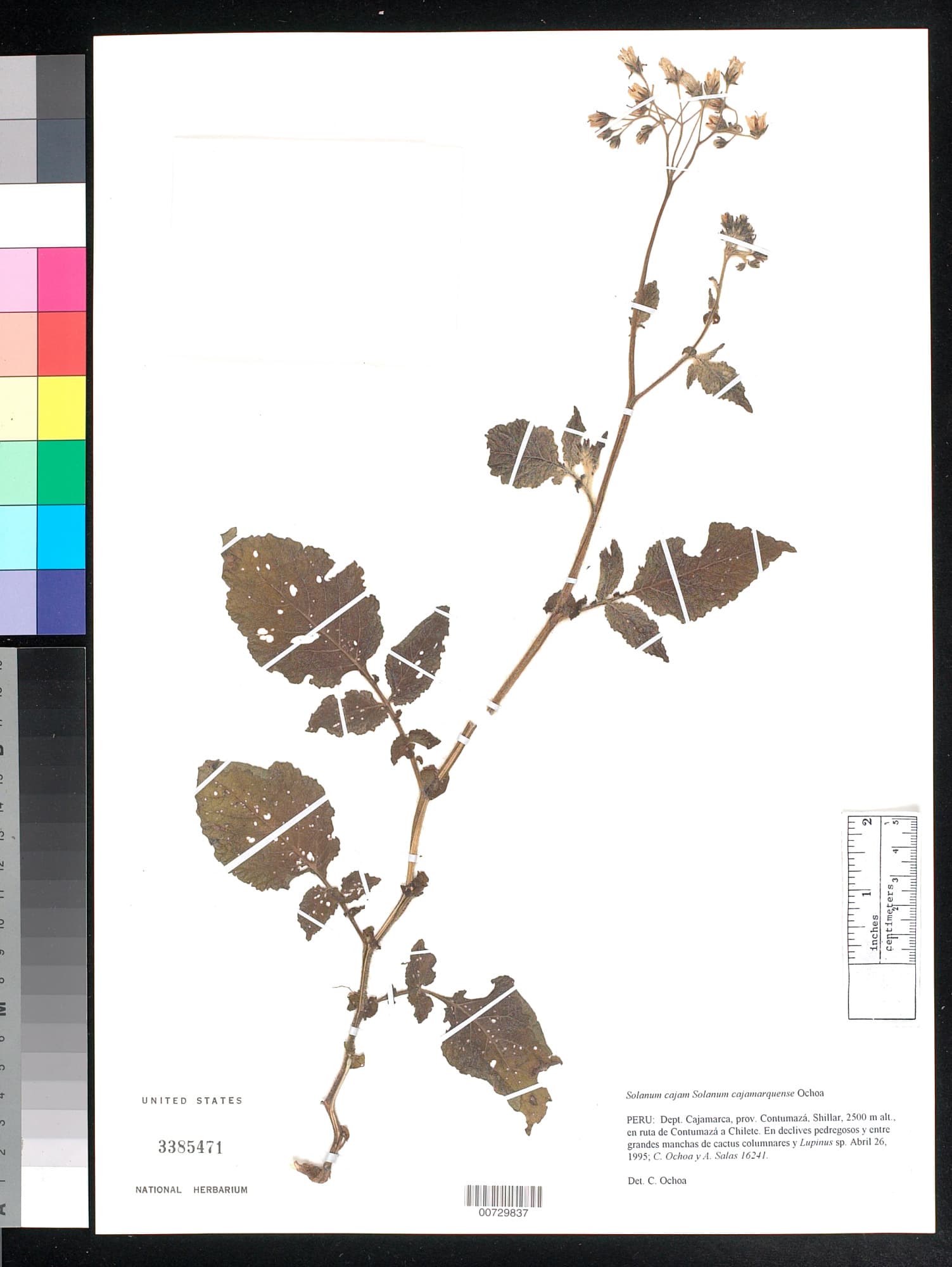 Solanum cajamarquense