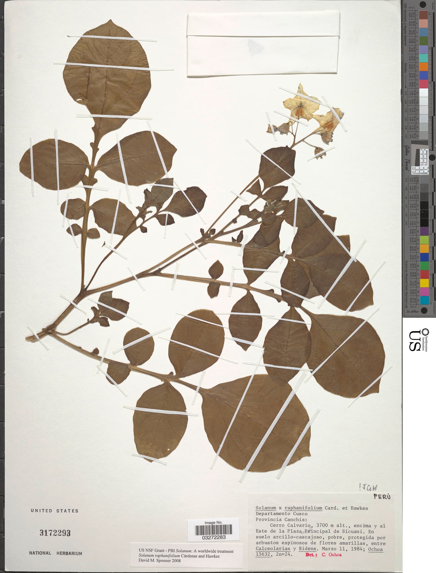 Solanum raphanifolium