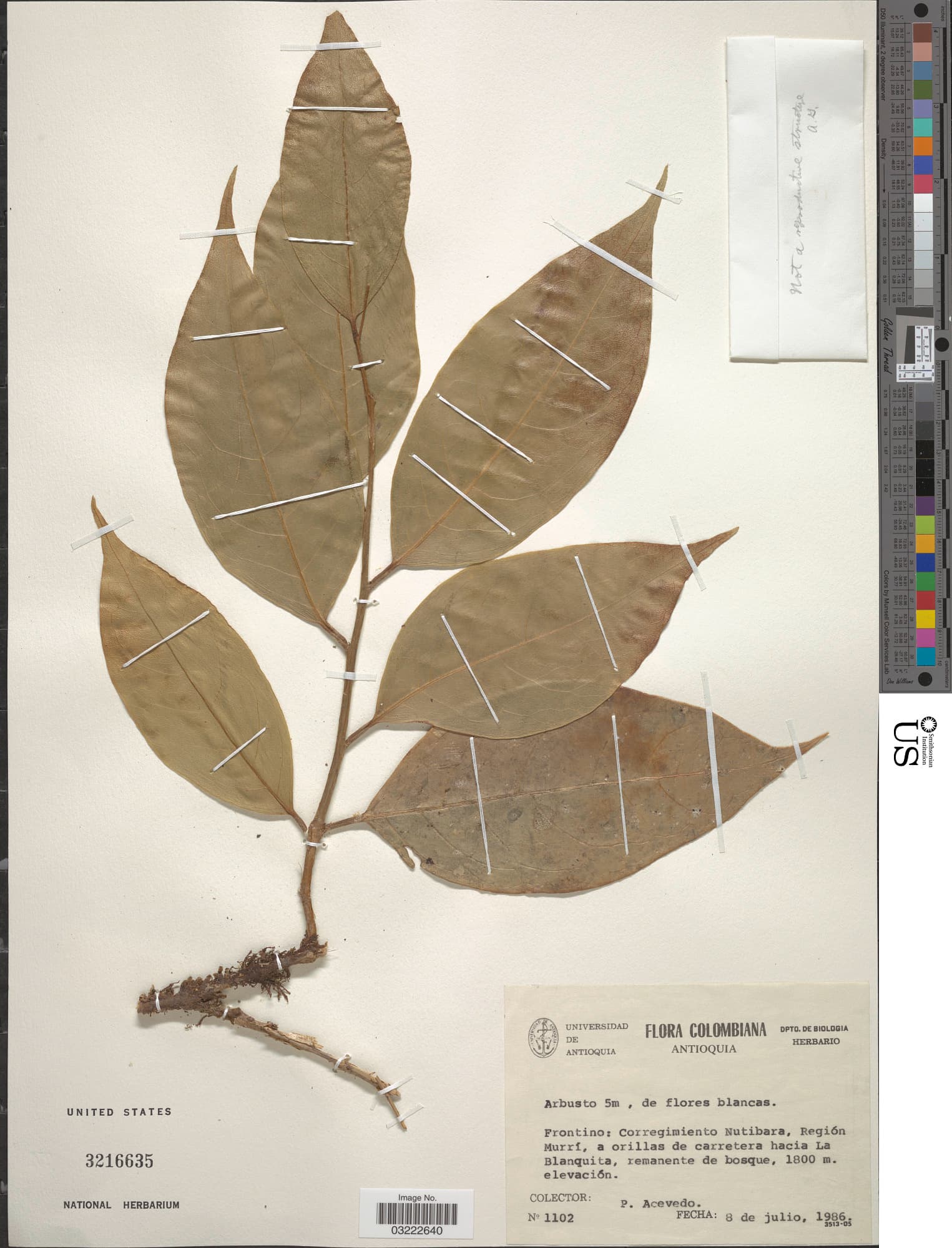 El Chocó raintree