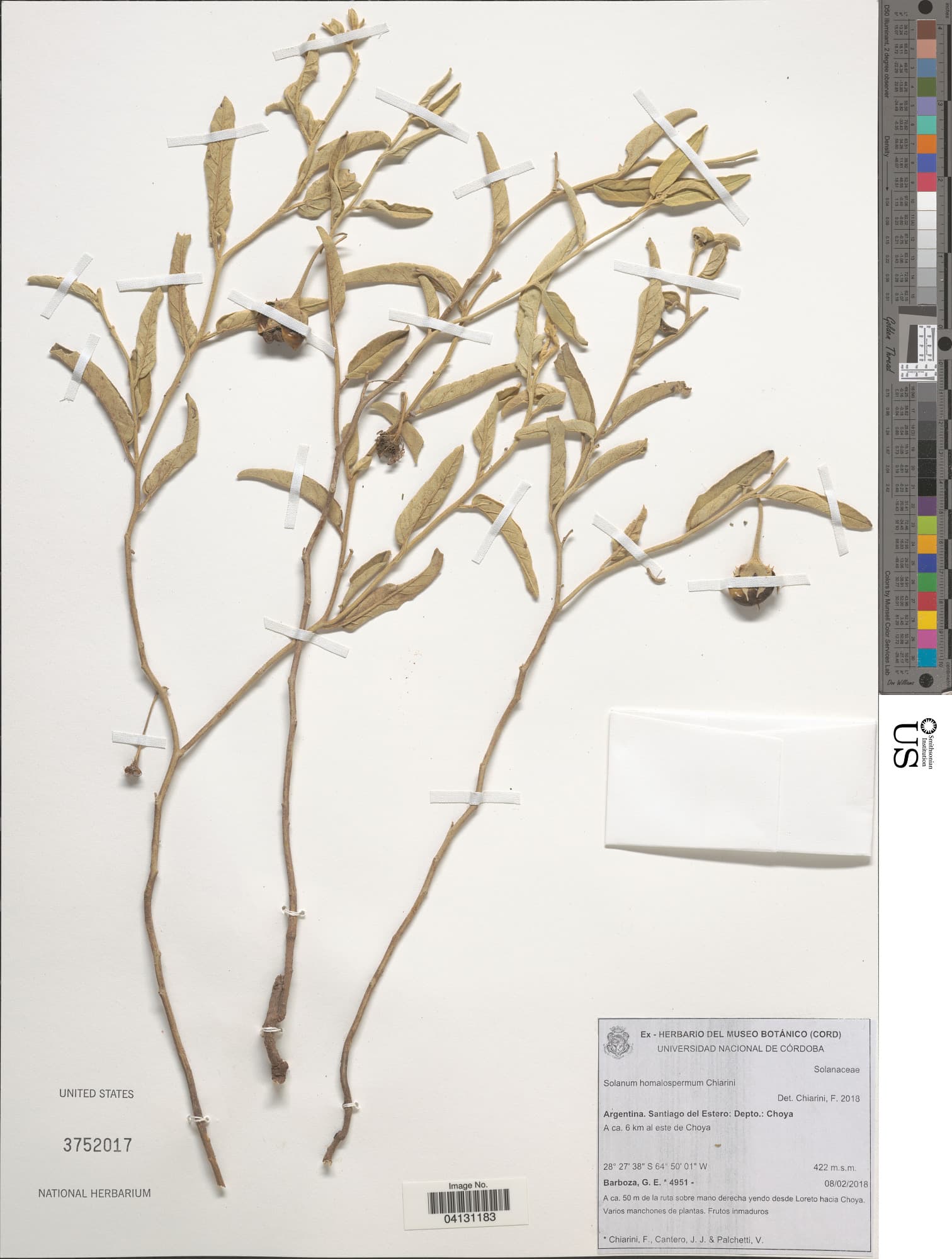Solanum homalospermum