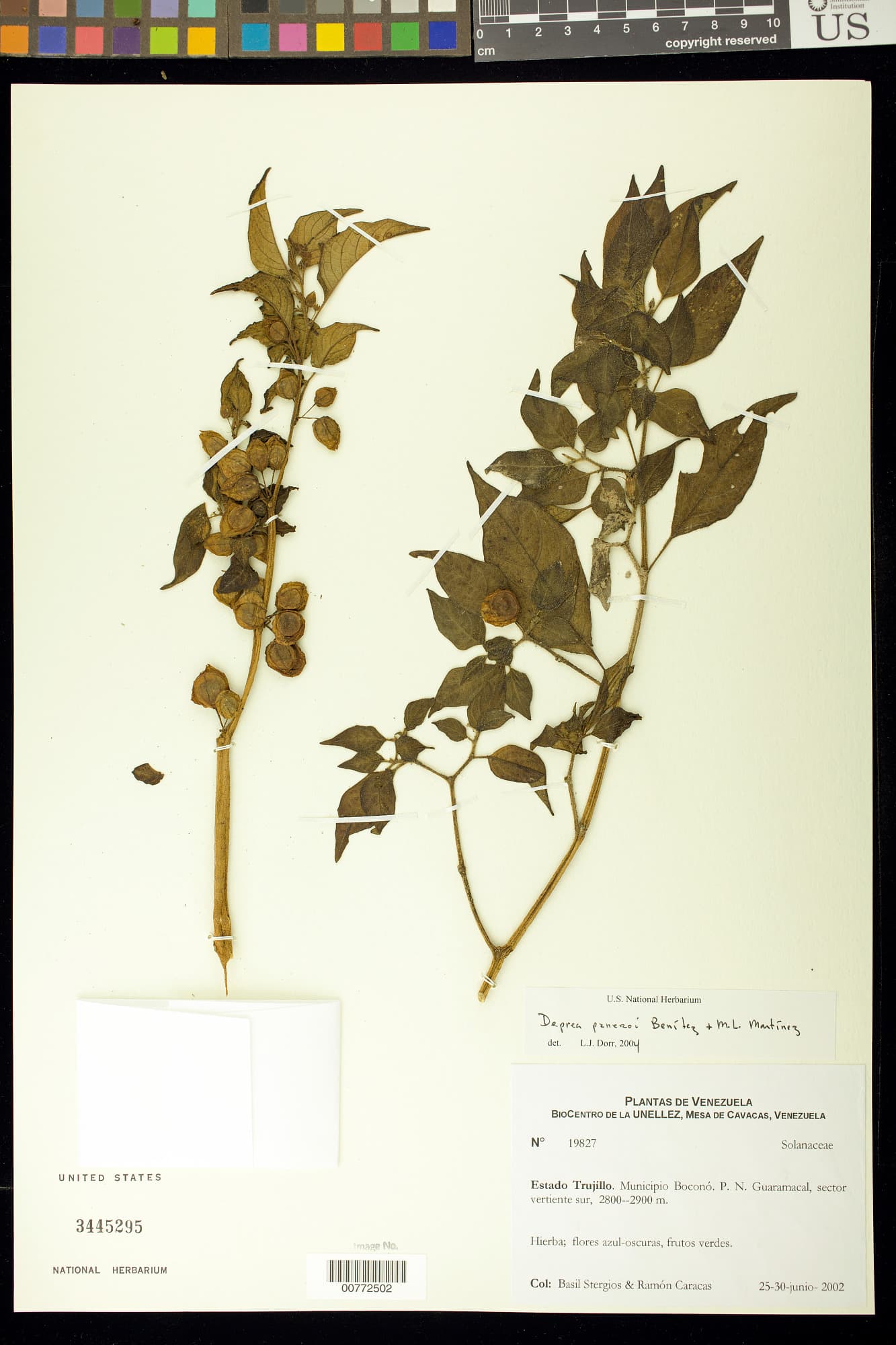 Deprea paneroi