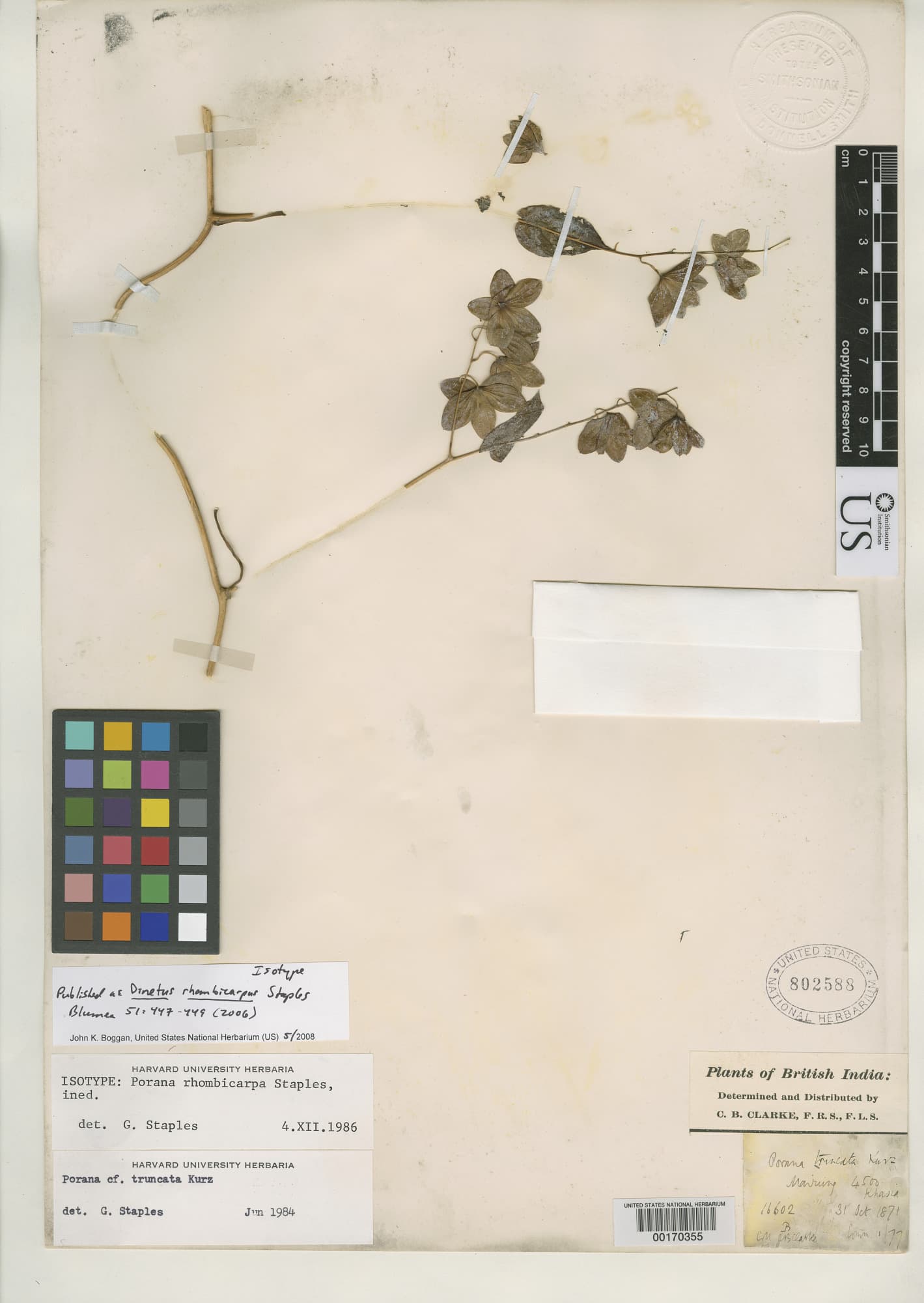Dinetus rhombicarpus