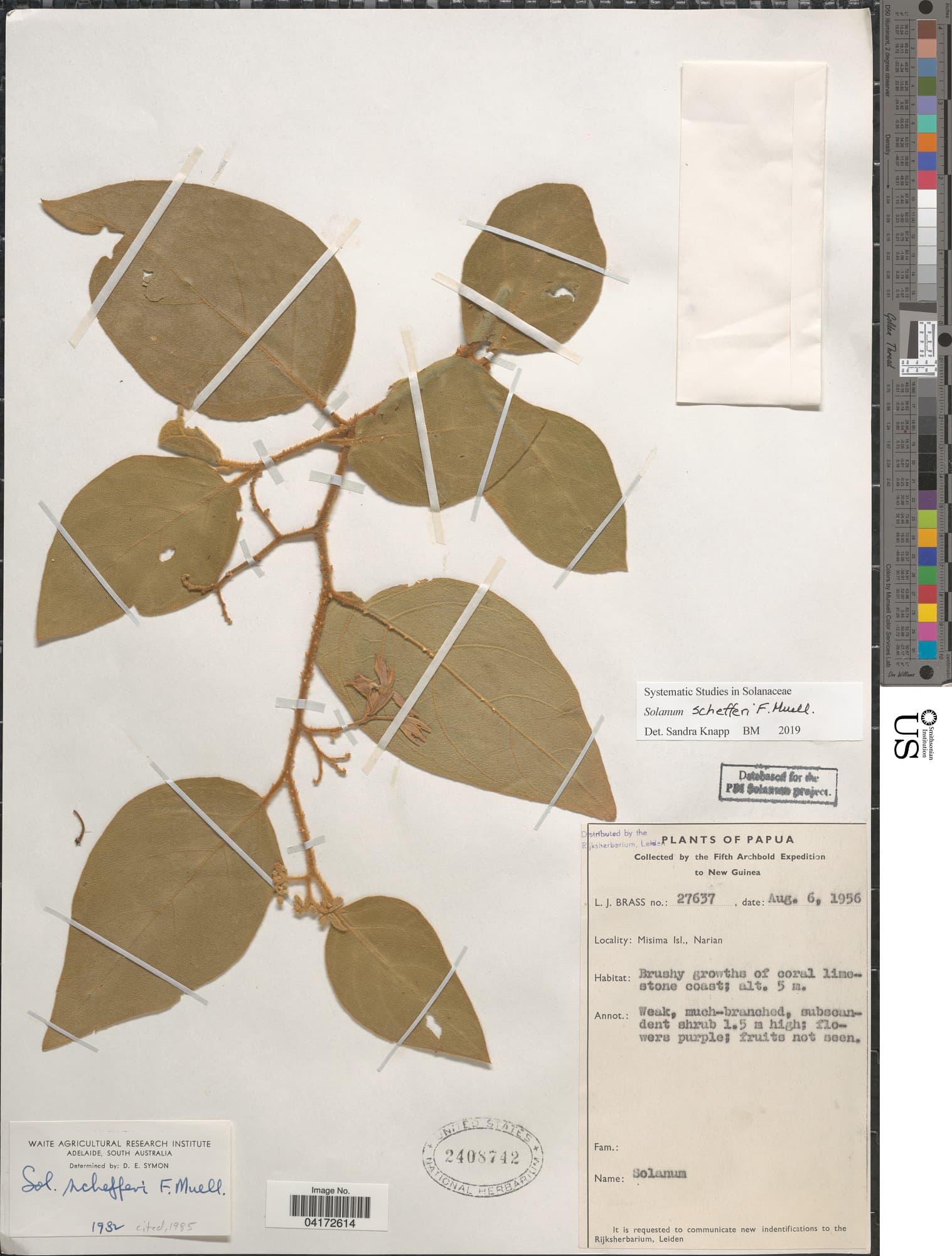 Solanum schefferi