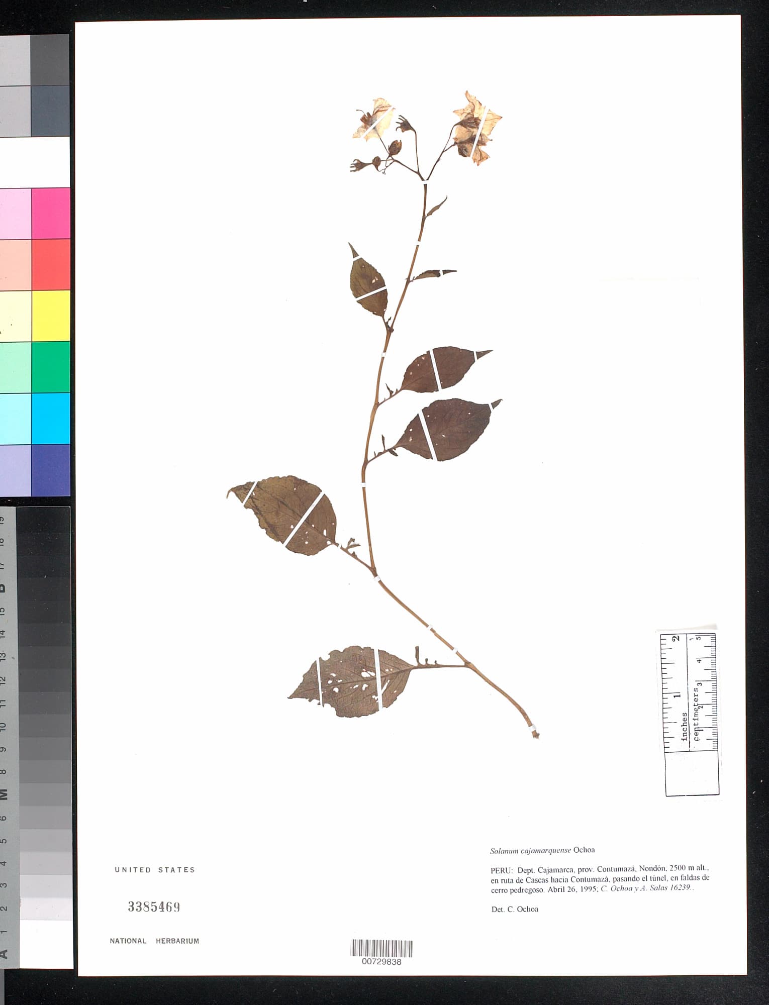 Solanum cajamarquense