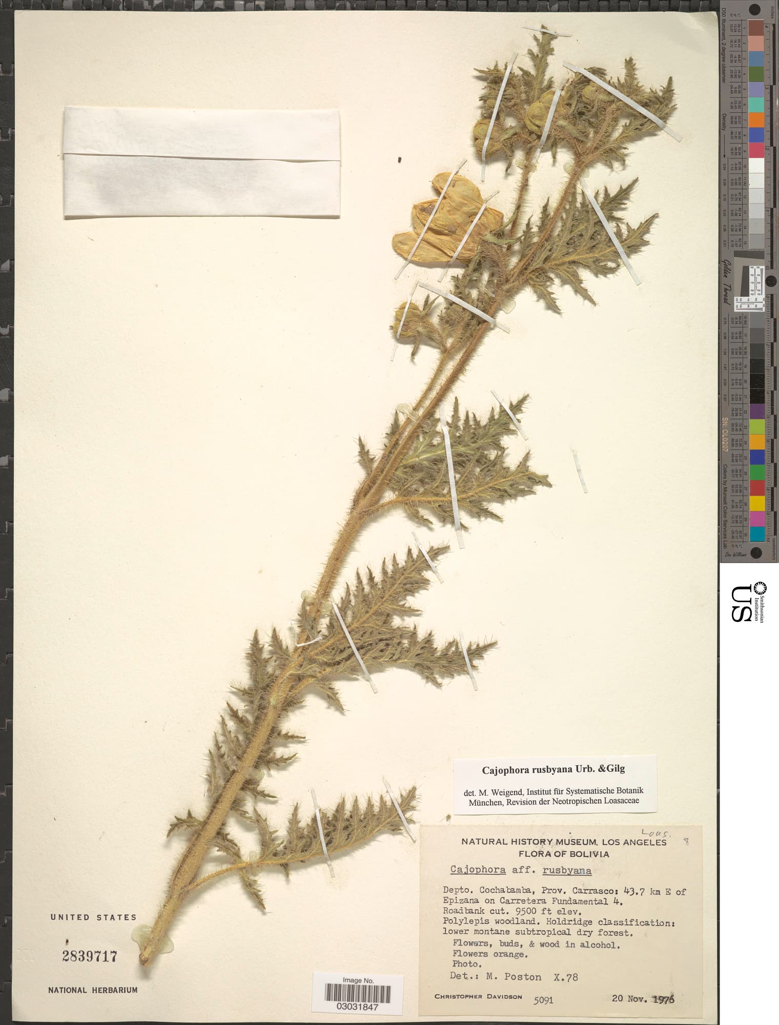 Caiophora rusbyana
