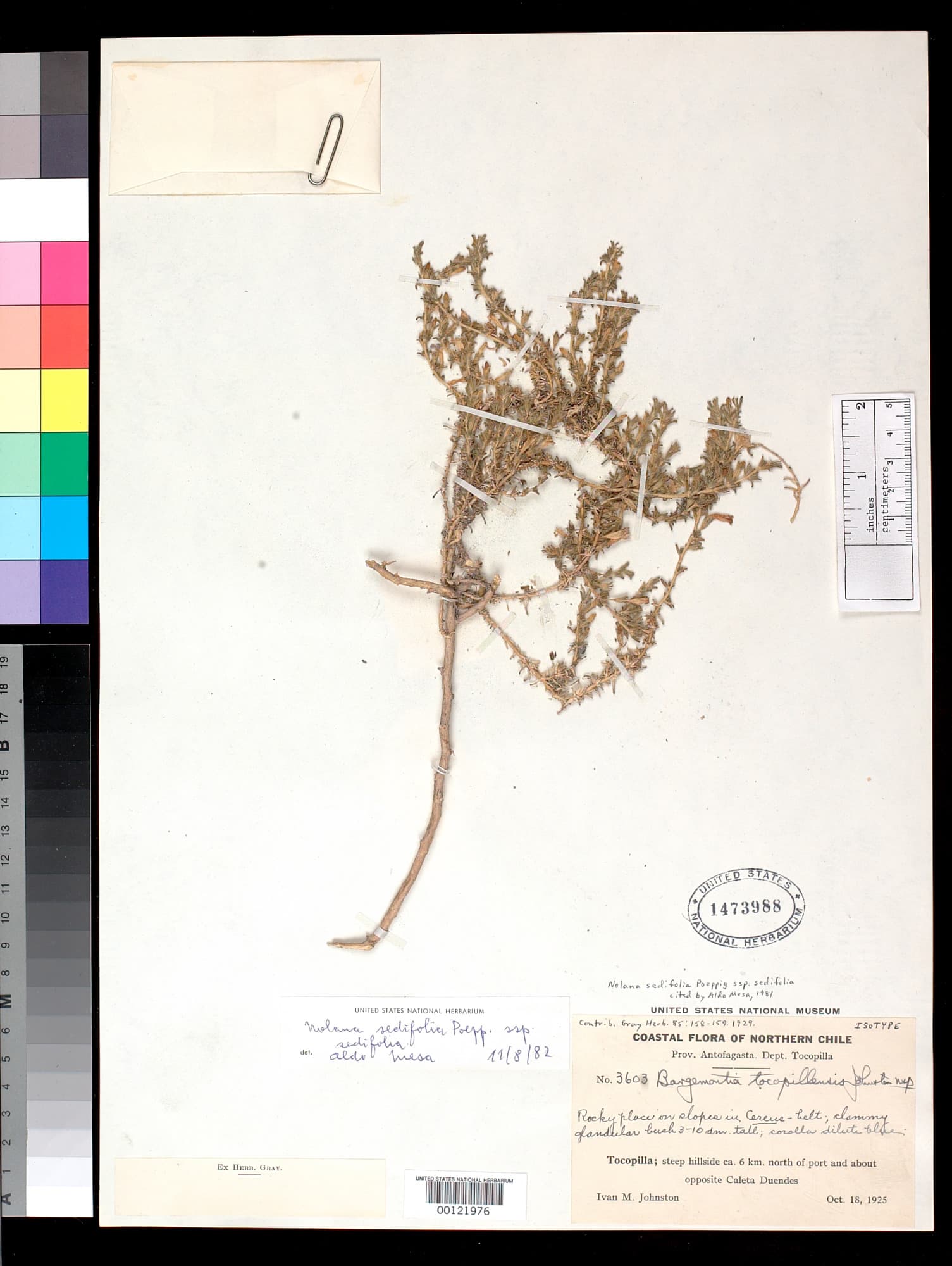 Nolana tocopillensis