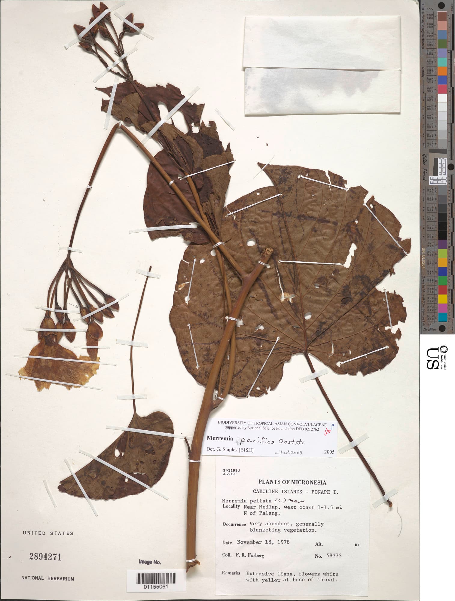 Decalobanthus pacificus