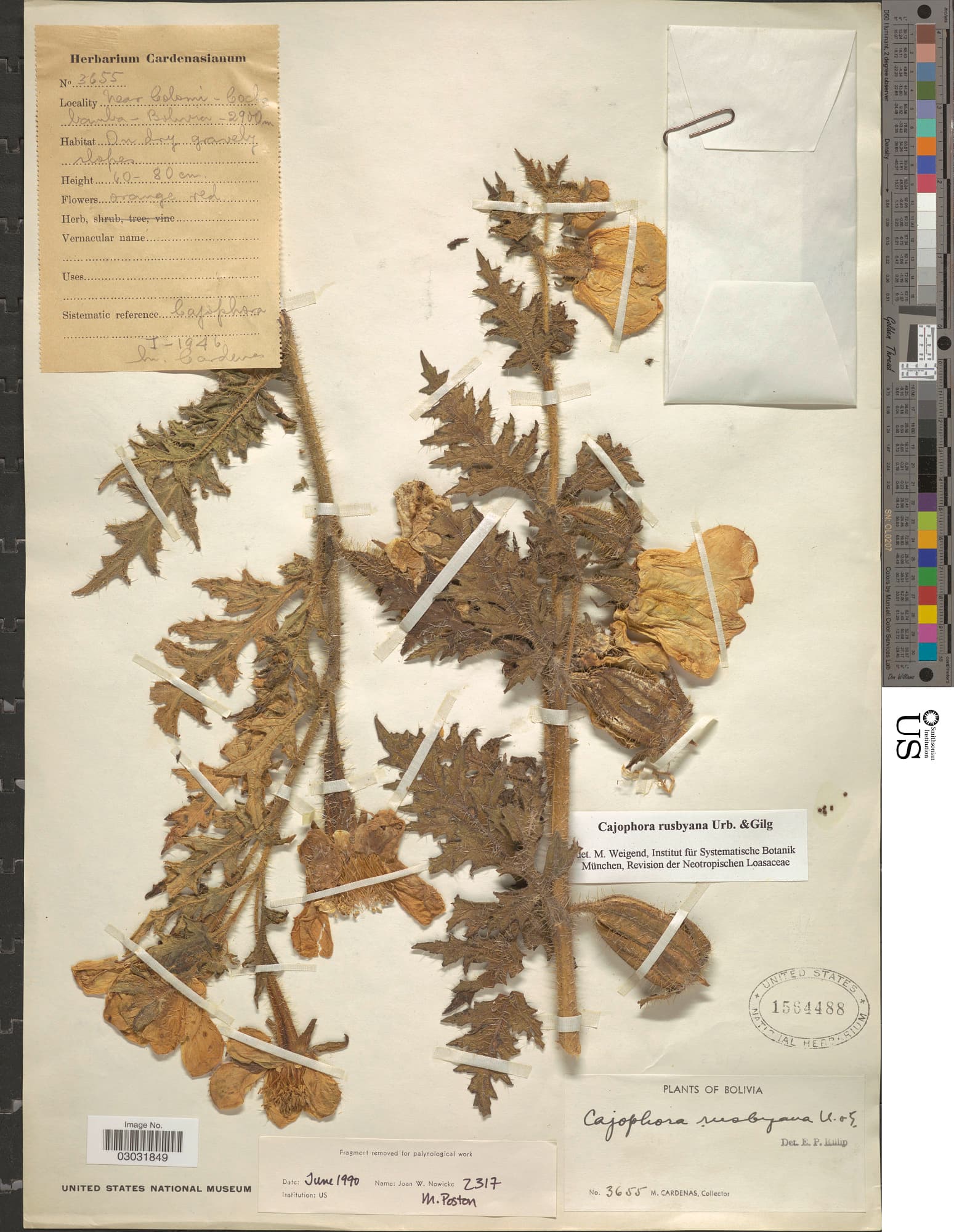 Caiophora rusbyana