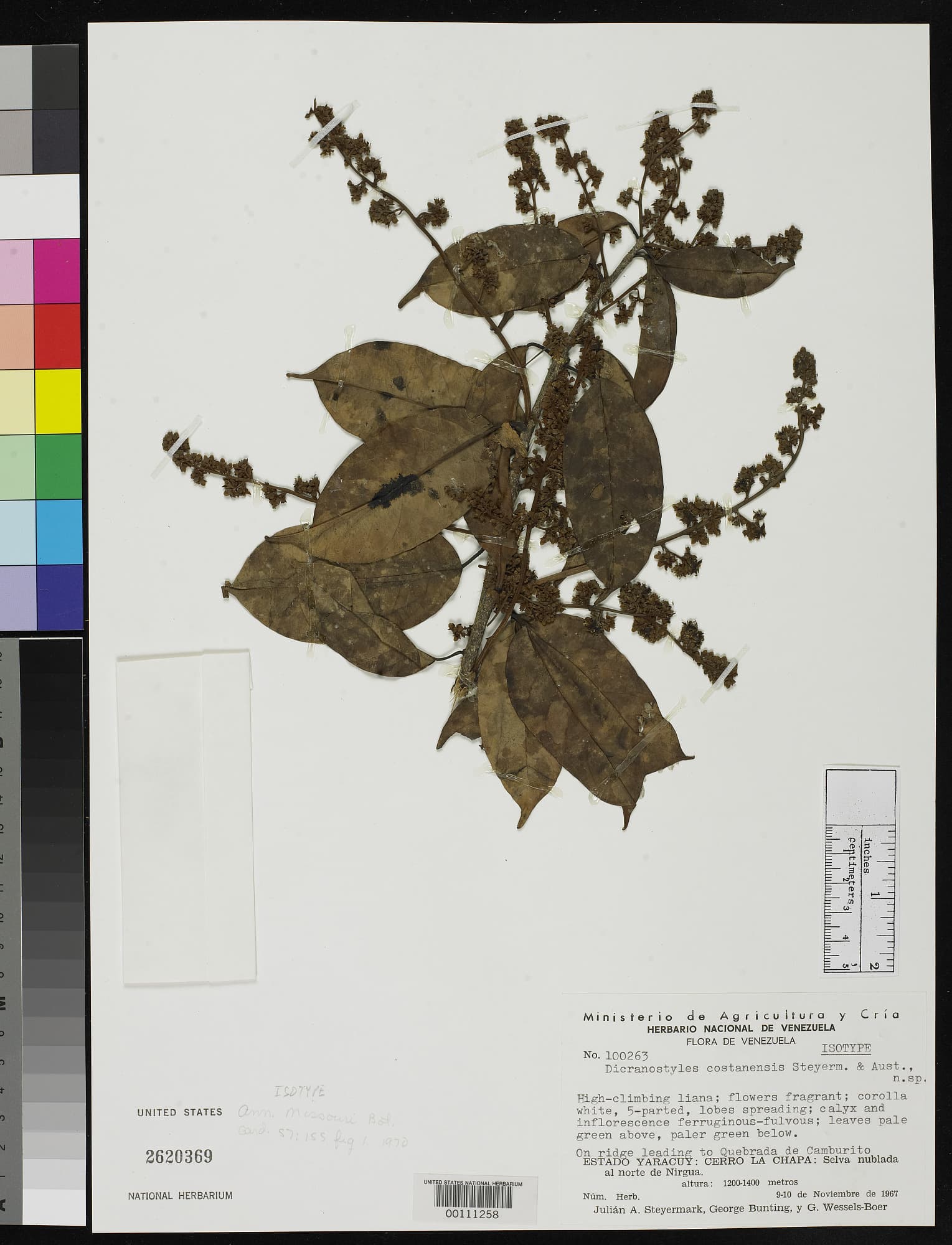 Dicranostyles costanensis