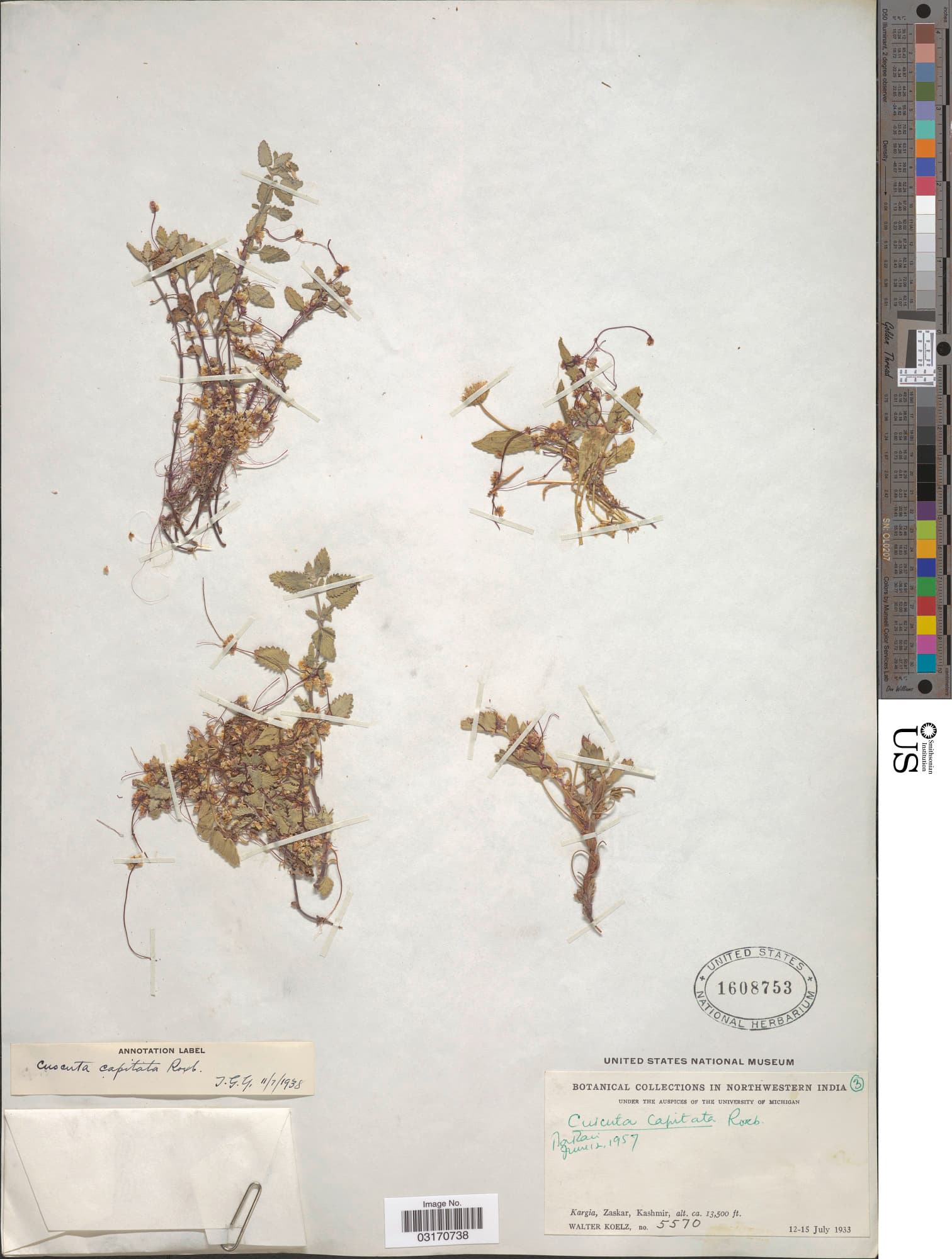 Cuscuta capitata
