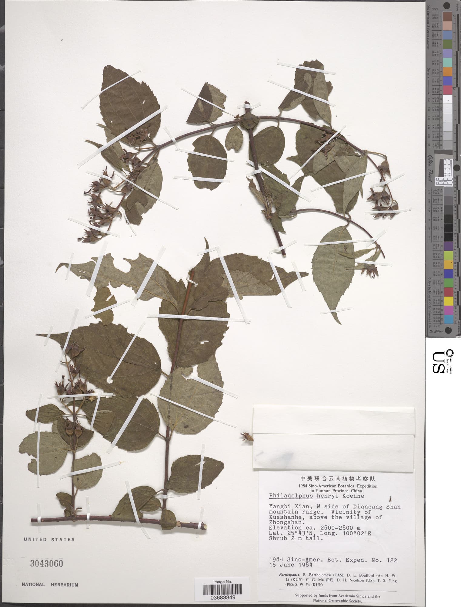 Philadelphus henryi