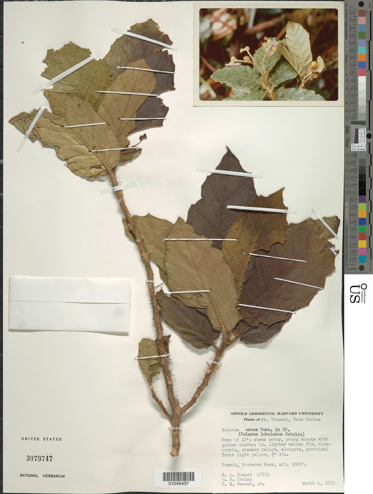 Solanum urens