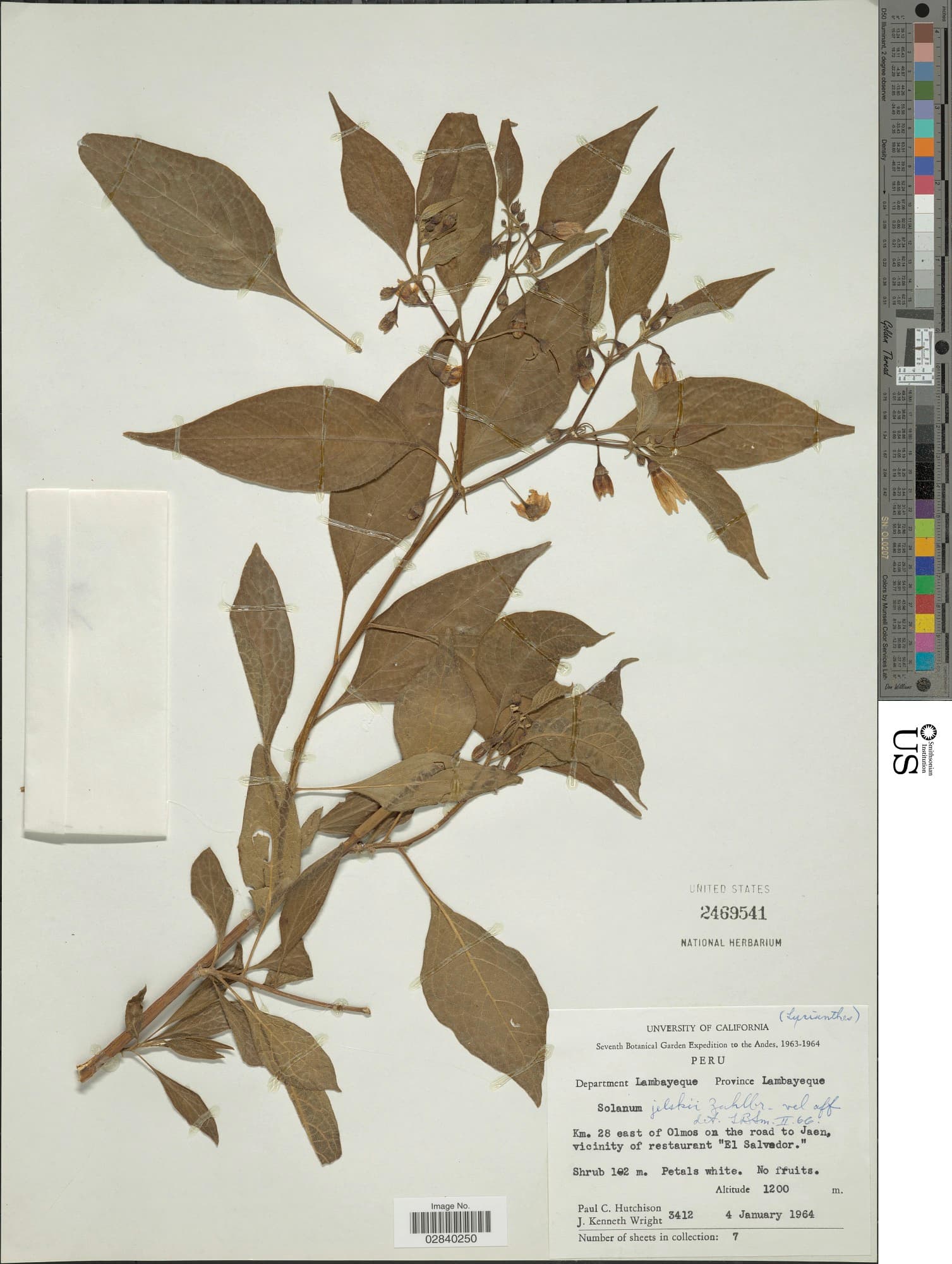 Lycianthes jelskii