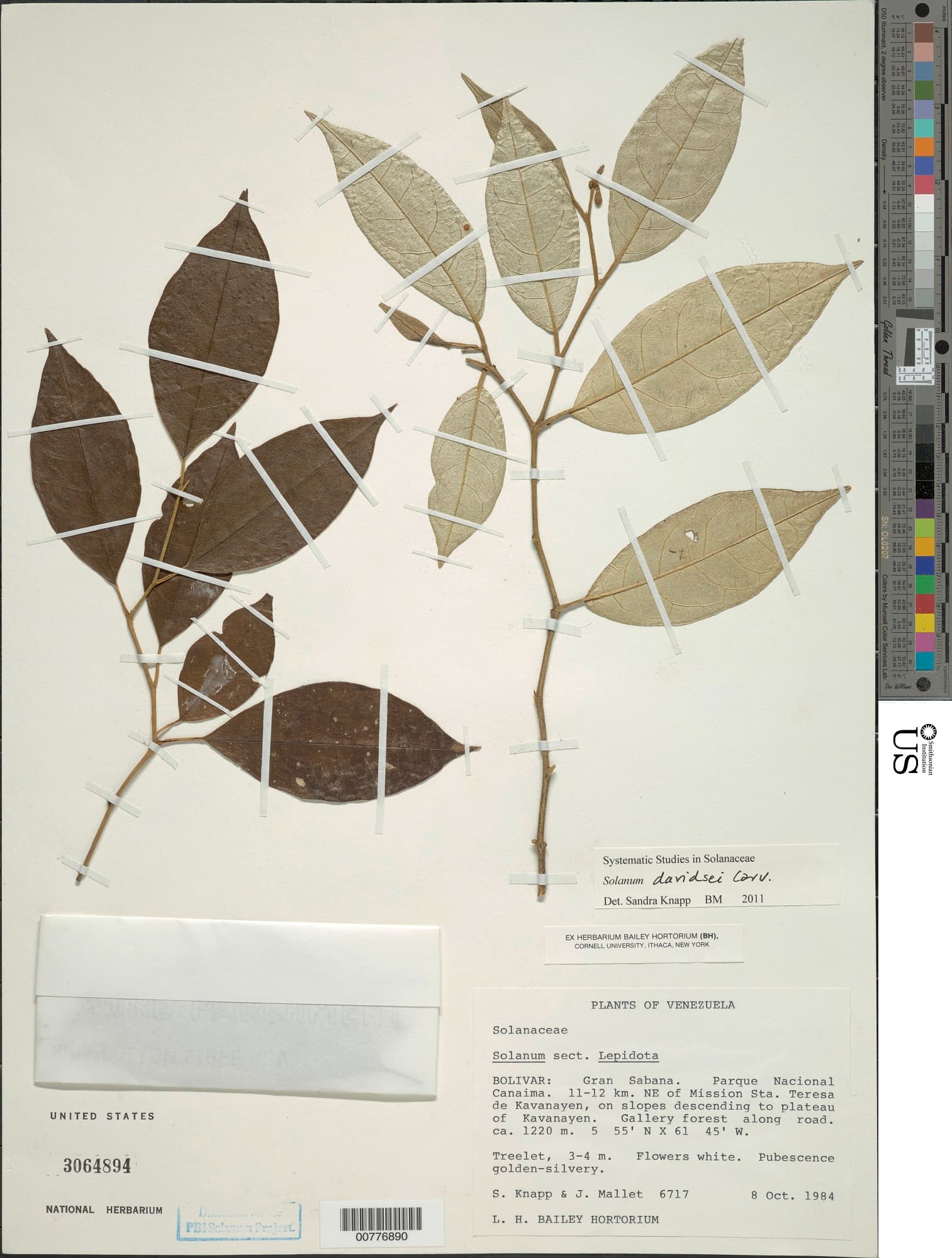 Solanum davidsei