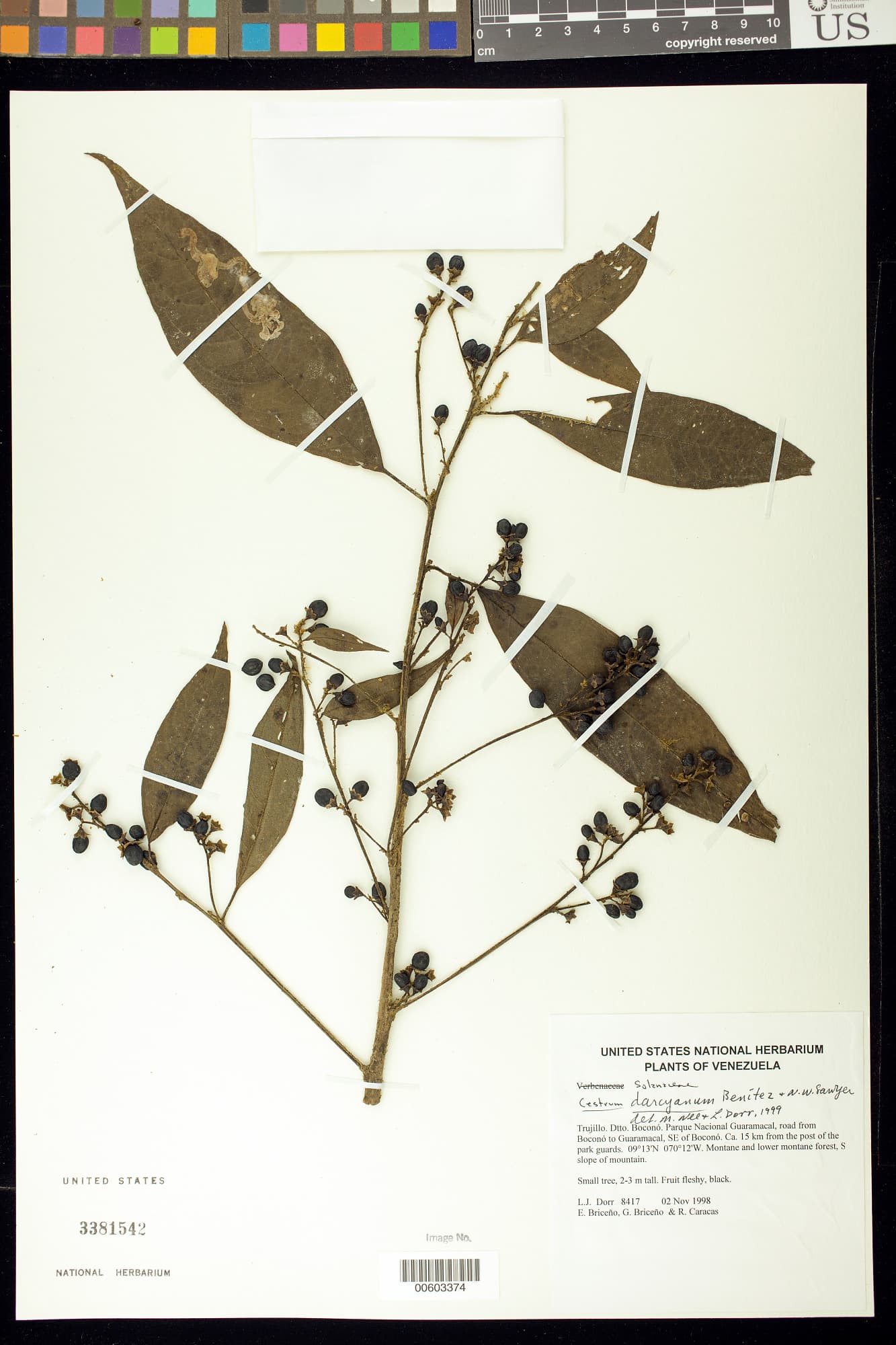 D'Arcy cestrum