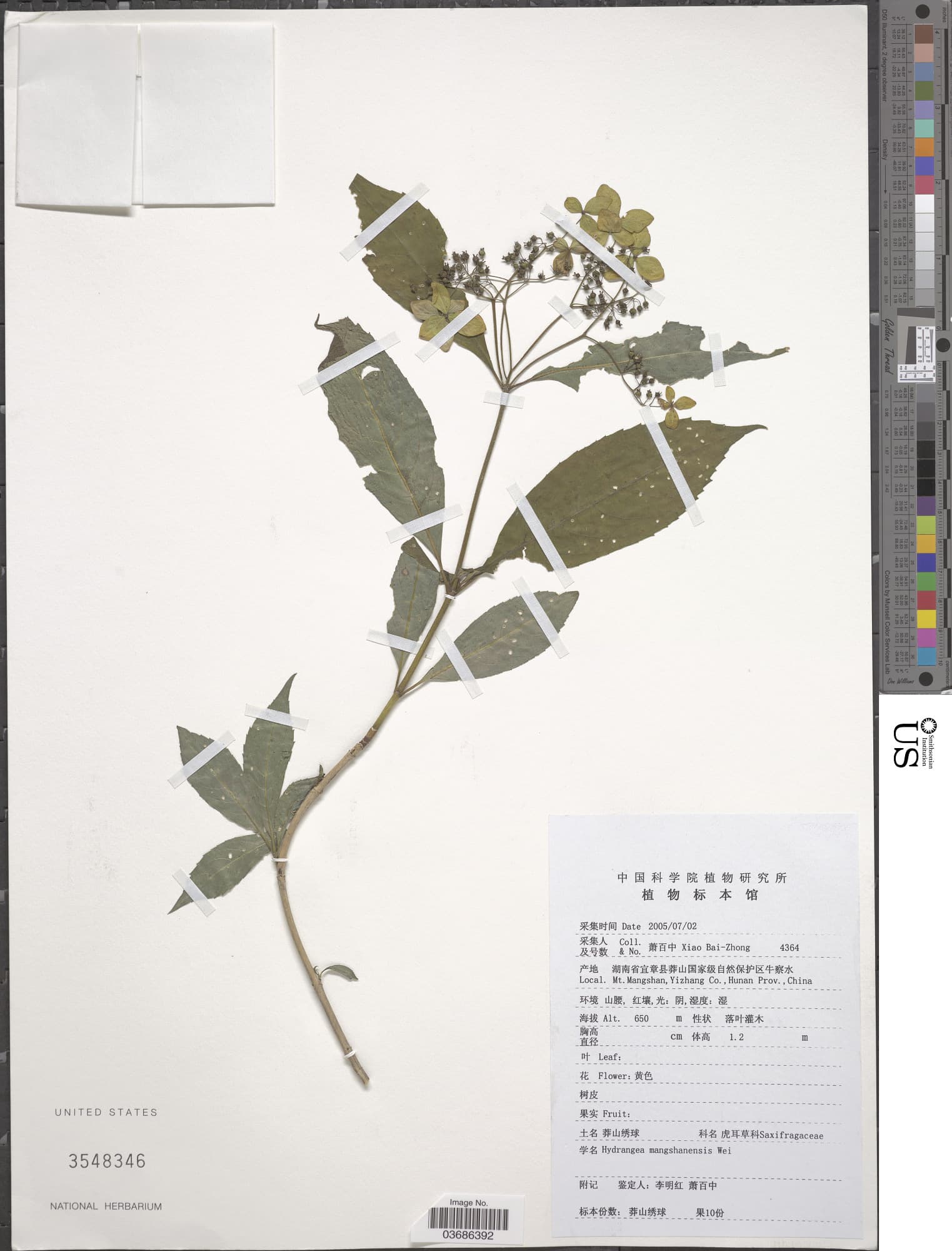 Hydrangea mangshanensis